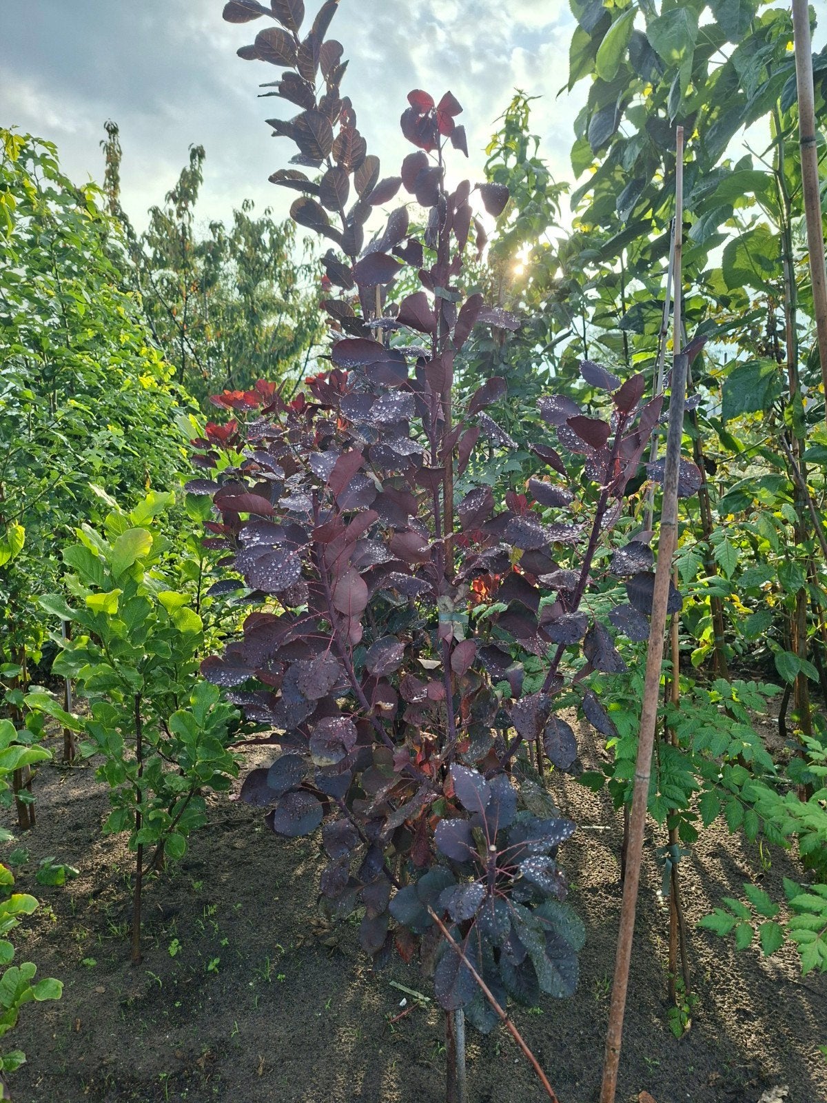 Vanaf 1/11 Cotinus  Royal Purple Pruikenboom 120 t/m 160cm, Ophalen, Volle zon, Overige soorten, 100 tot 250 cm