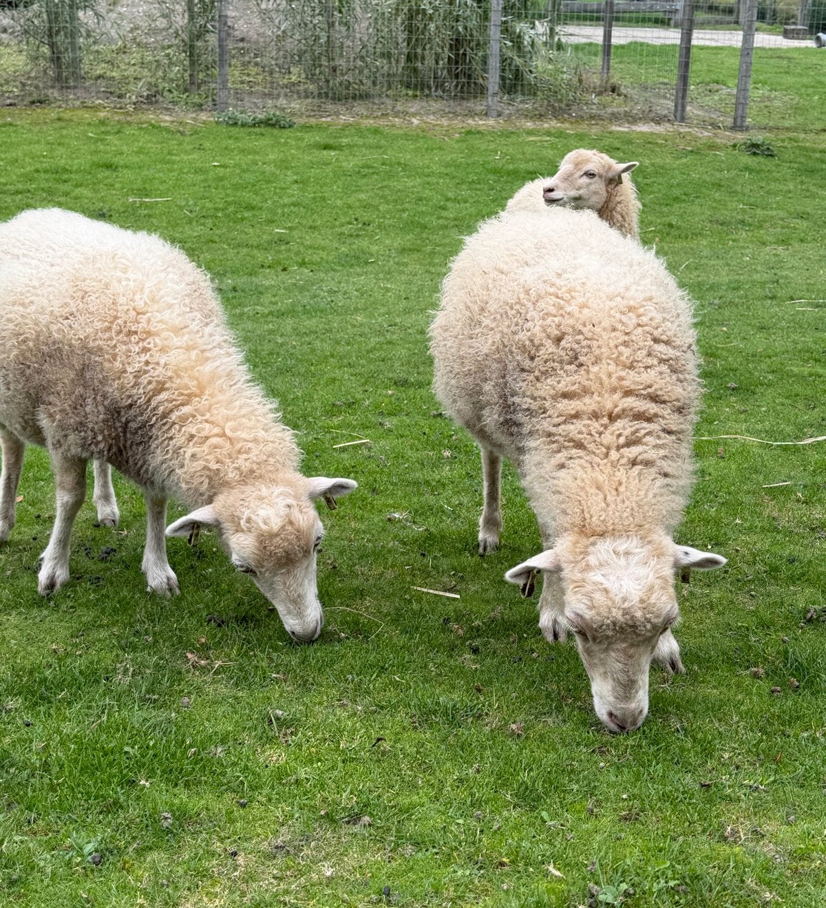 3 ouessant ooien, Dieren en Toebehoren, Vrouwelijk, Schaap