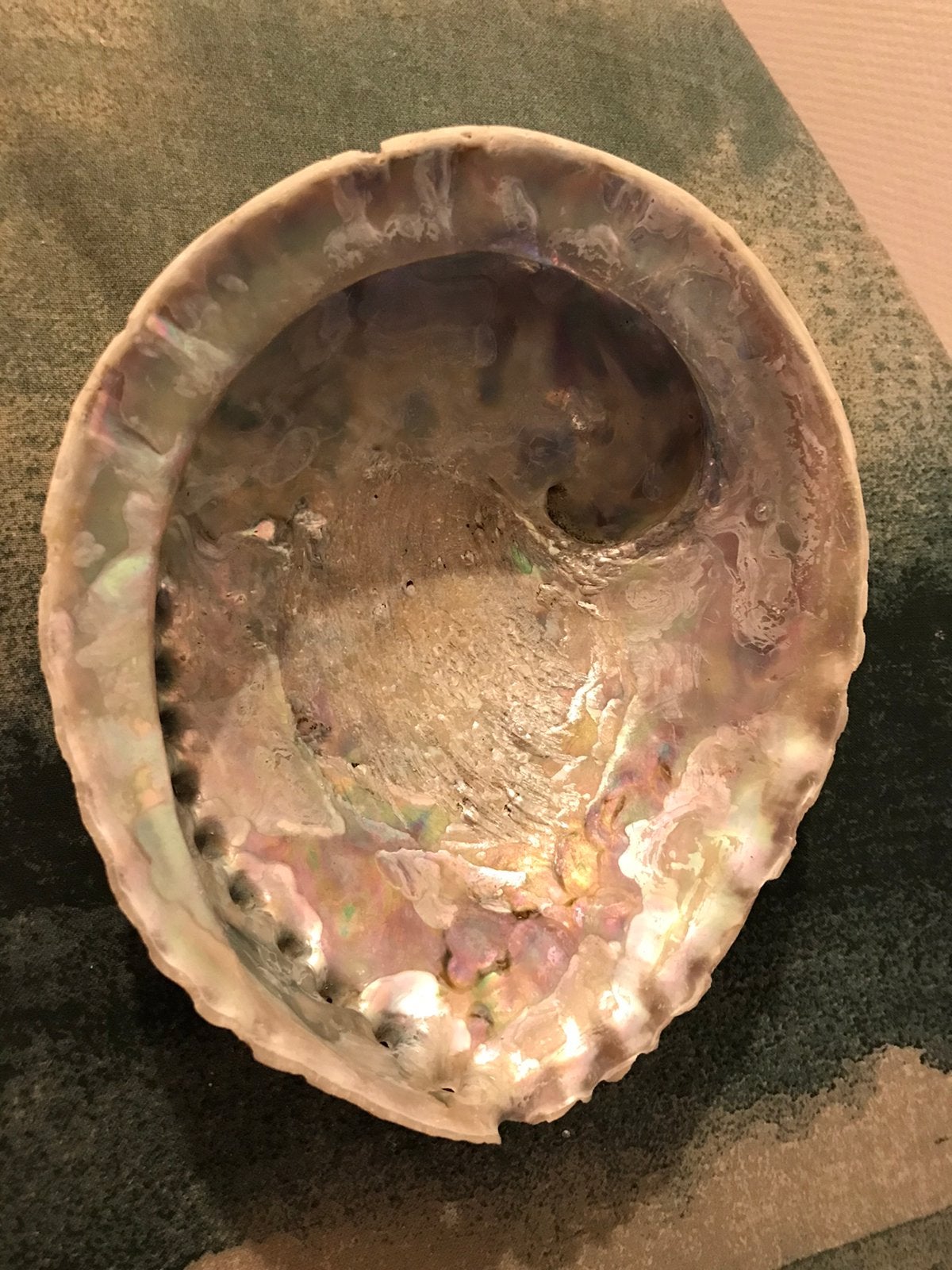 Abalone grote schelp roze wit groen nieuw ongeveer 16cm, Verzamelen, Ophalen of Verzenden, Schelp(en)