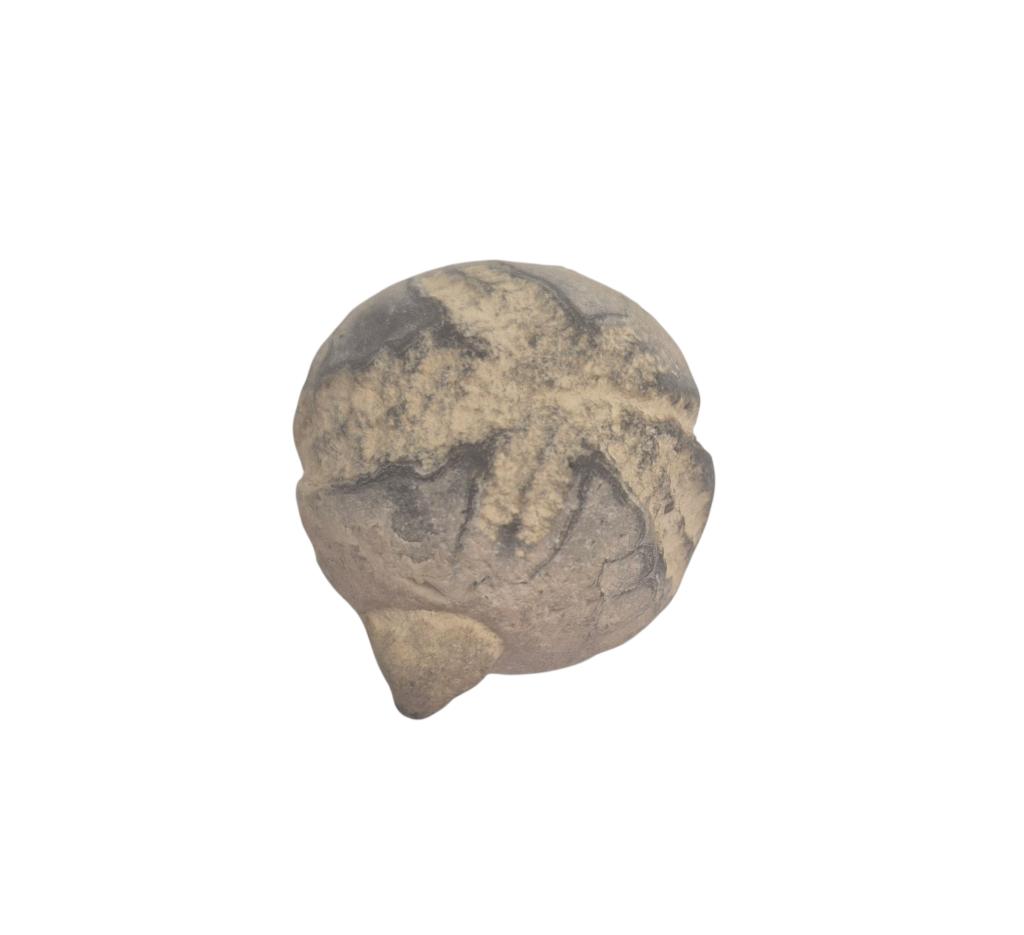 Fossiele zee-egel Toxaster retusus   130 miljoen jaar oud, Ophalen of Verzenden, Fossiel
