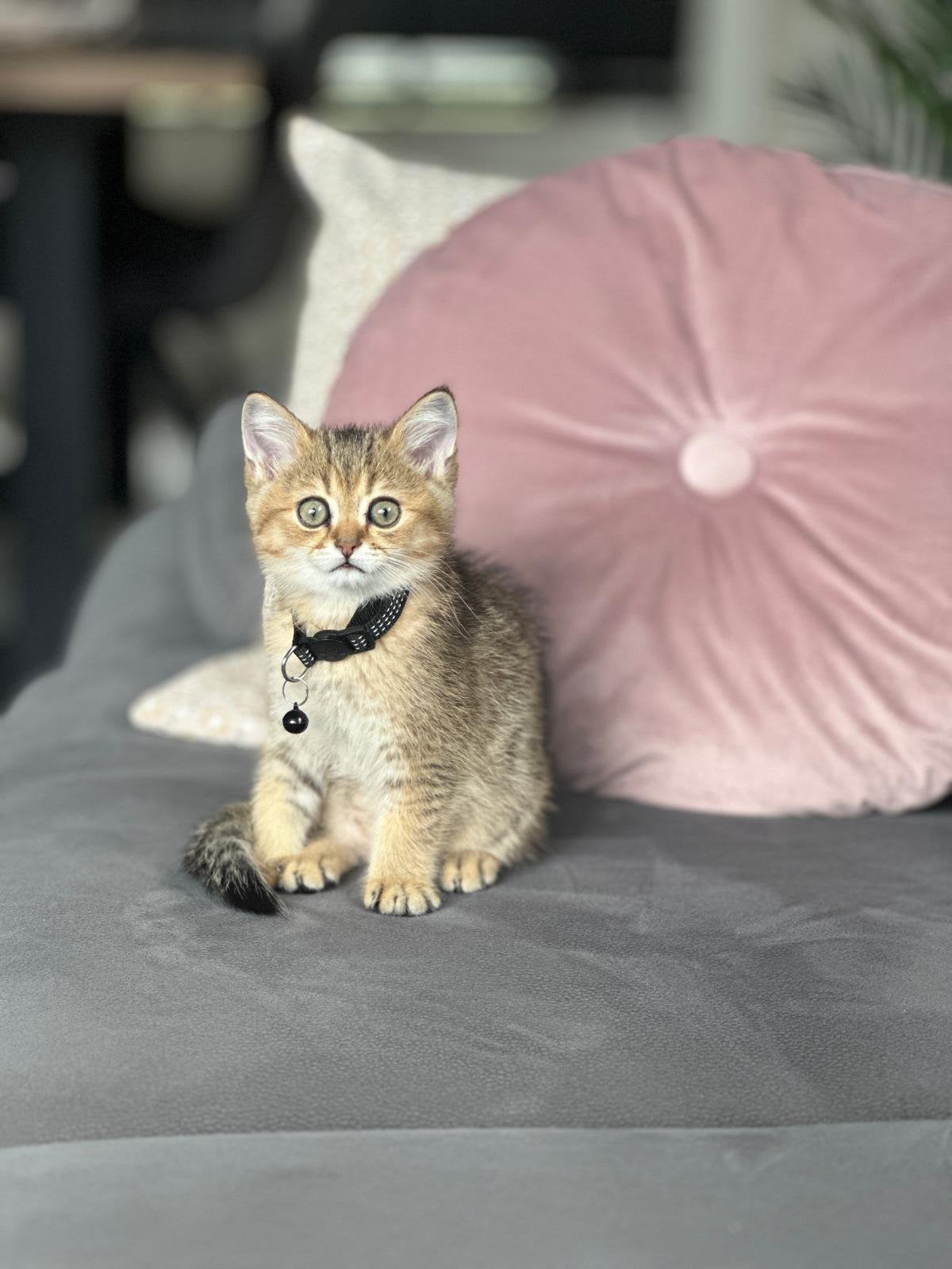 Britse korthaar, Kater, 0 tot 2 jaar