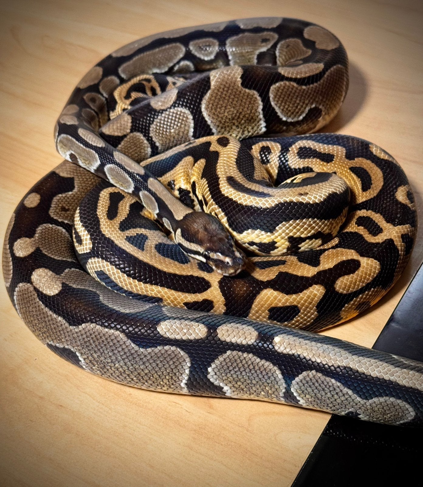 Twee konings pythons Ball Python - unknown for sale from Nanna