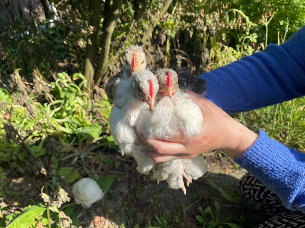 blauwe cochin haantjes, Dieren en Toebehoren, Pluimvee, Mannelijk, Kip