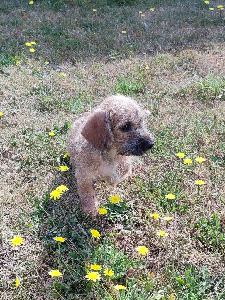 Doxiepoo pups, nog 2 reutjes. Mogen verhuizen, Parvo, België, Particulier, 8 tot 15 weken