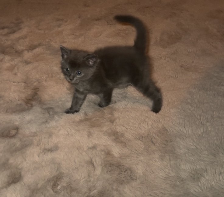 X Ragdoll kittens ️, Dieren en Toebehoren, Meerdere dieren, Ontwormd, 0 tot 2 jaar