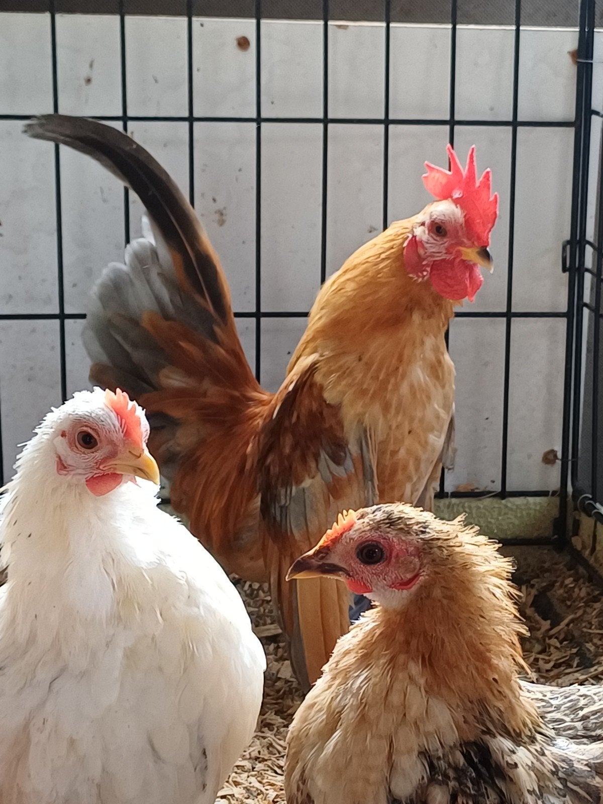 Serama's jonge hennetjes en haantjes, Dieren en Toebehoren, Meerdere dieren, Kip