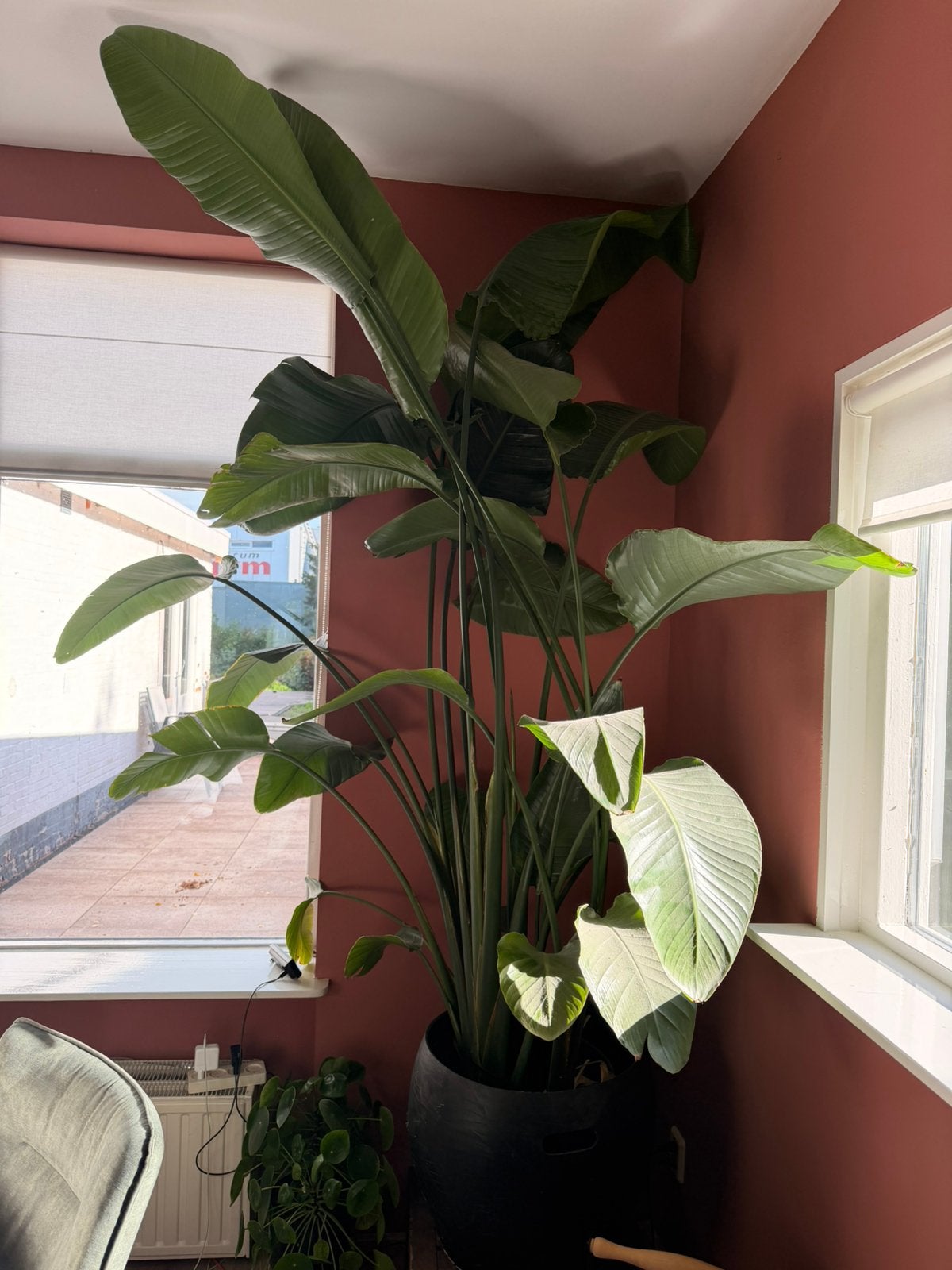 Strelitzia nicolai/ perfecte staat, Huis en Inrichting, Ophalen, Overige soorten, Halfschaduw, 200 cm of meer
