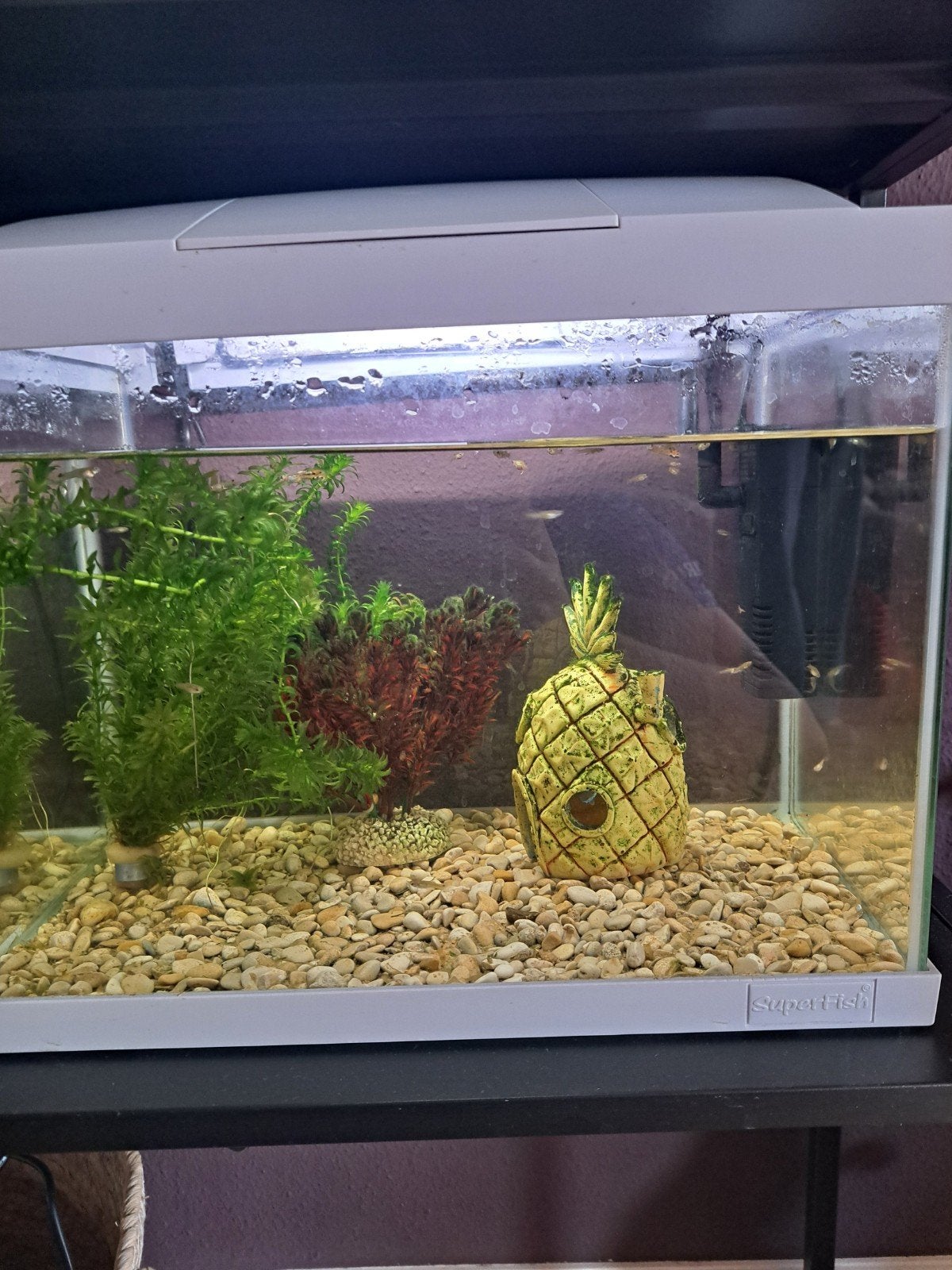 guppys, Vis, Zoetwatervis, Schoolvis
