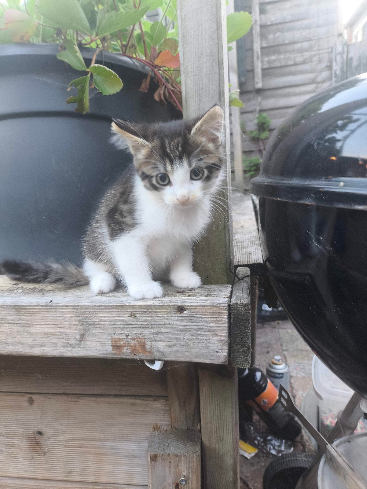 Halve Noorse boskat kittens, Dieren en Toebehoren, Meerdere dieren, Ontwormd