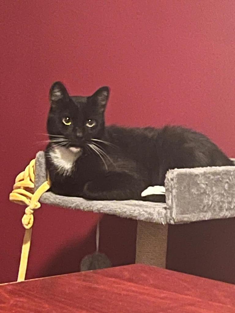 Marley, Kater