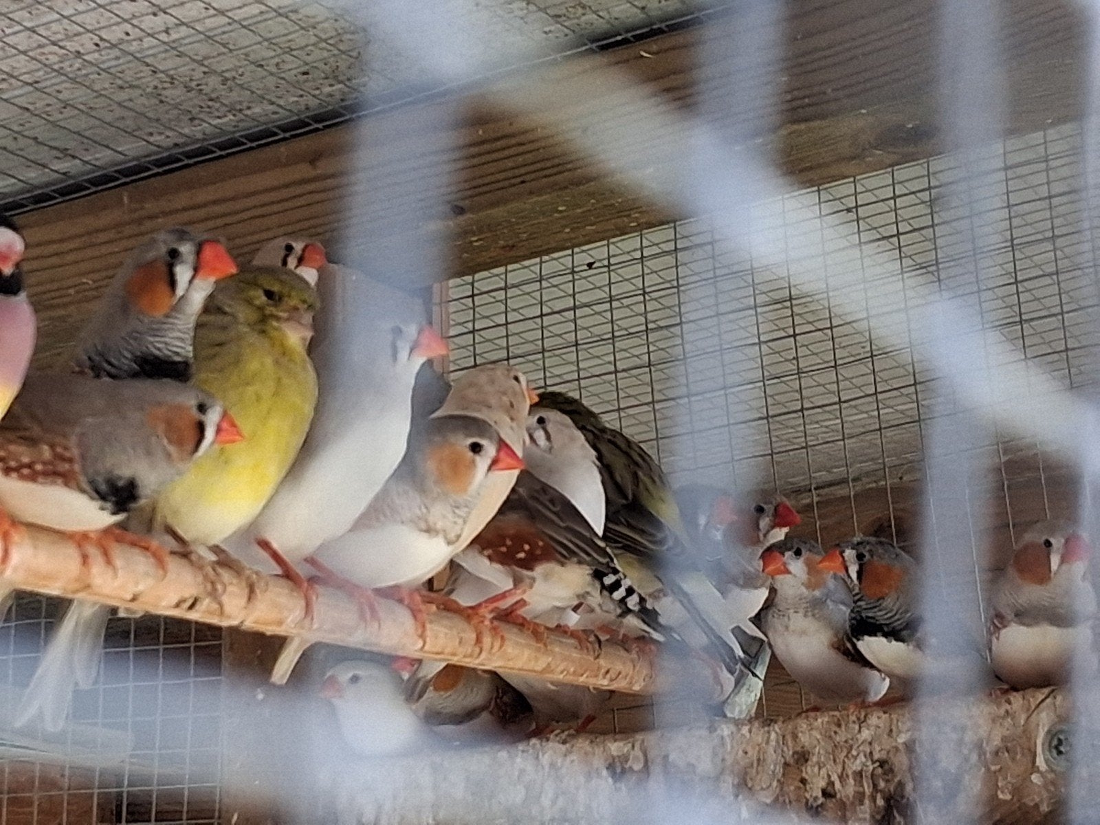 diverse zebravinken, Dieren en Toebehoren, Meerdere dieren, Tropenvogel