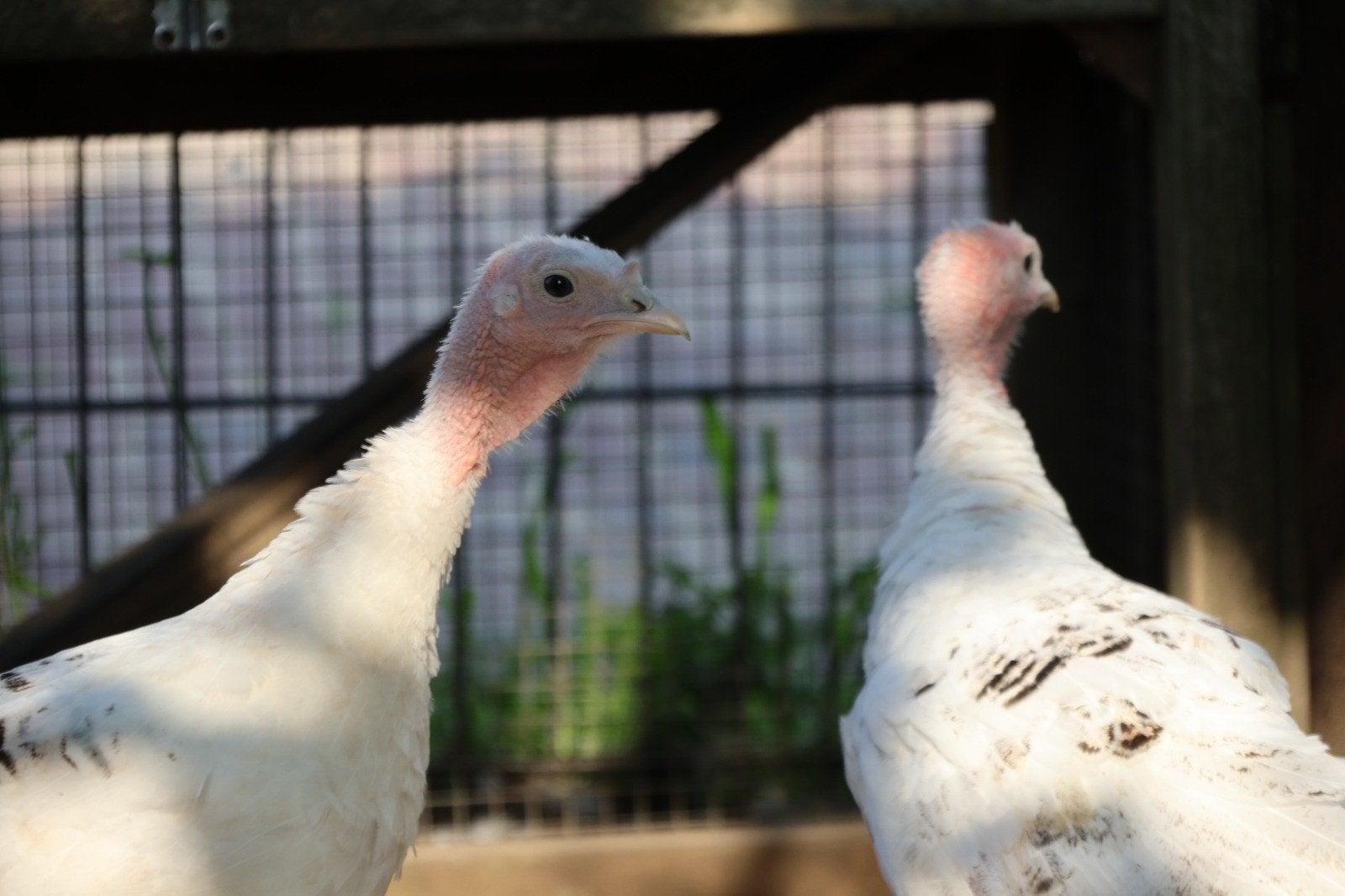 Jonge ronquiere kalkoenen, Dieren en Toebehoren, Pluimvee, Geslacht onbekend, Kalkoen