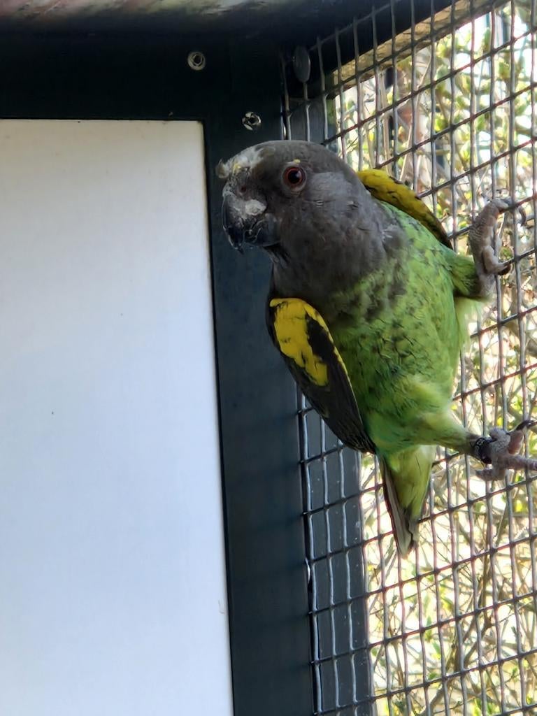 Meyer papegaai mannen, niet tam, Dieren en Toebehoren, Mannelijk, Papegaai, Tam