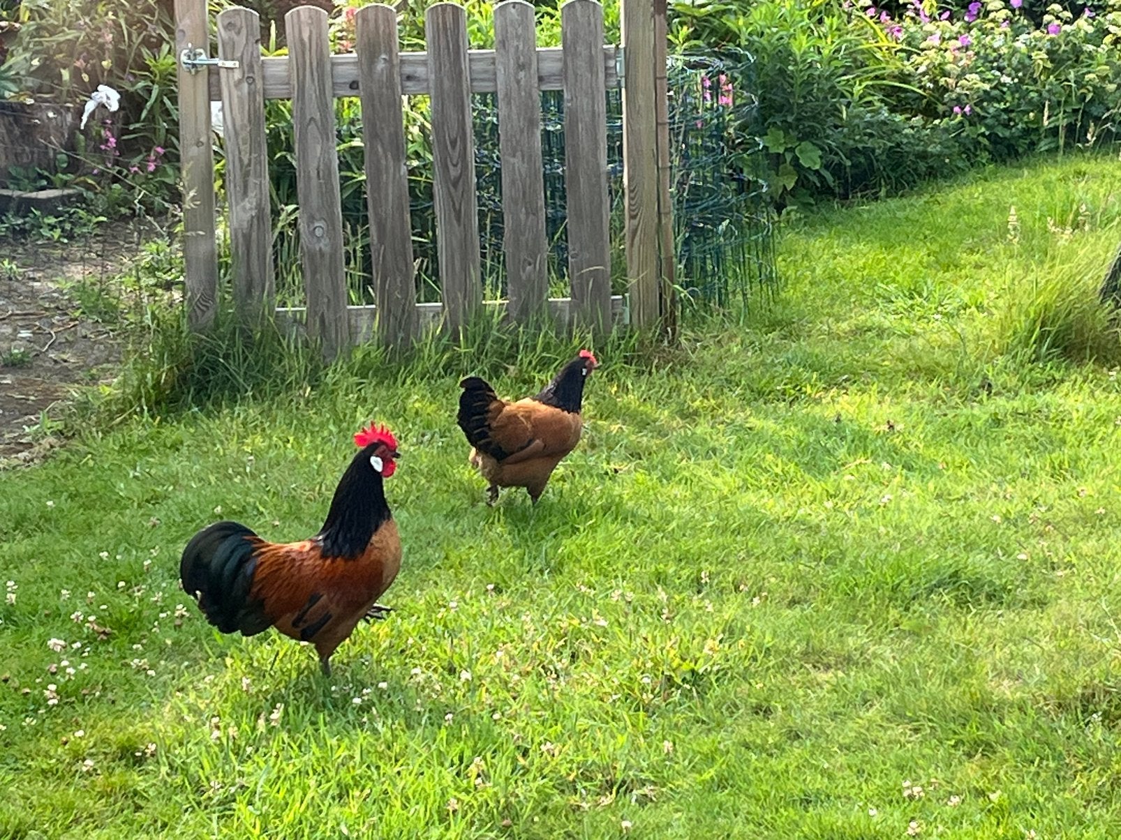 Vorwerkerkriel, Dieren en Toebehoren, Meerdere dieren, Kip