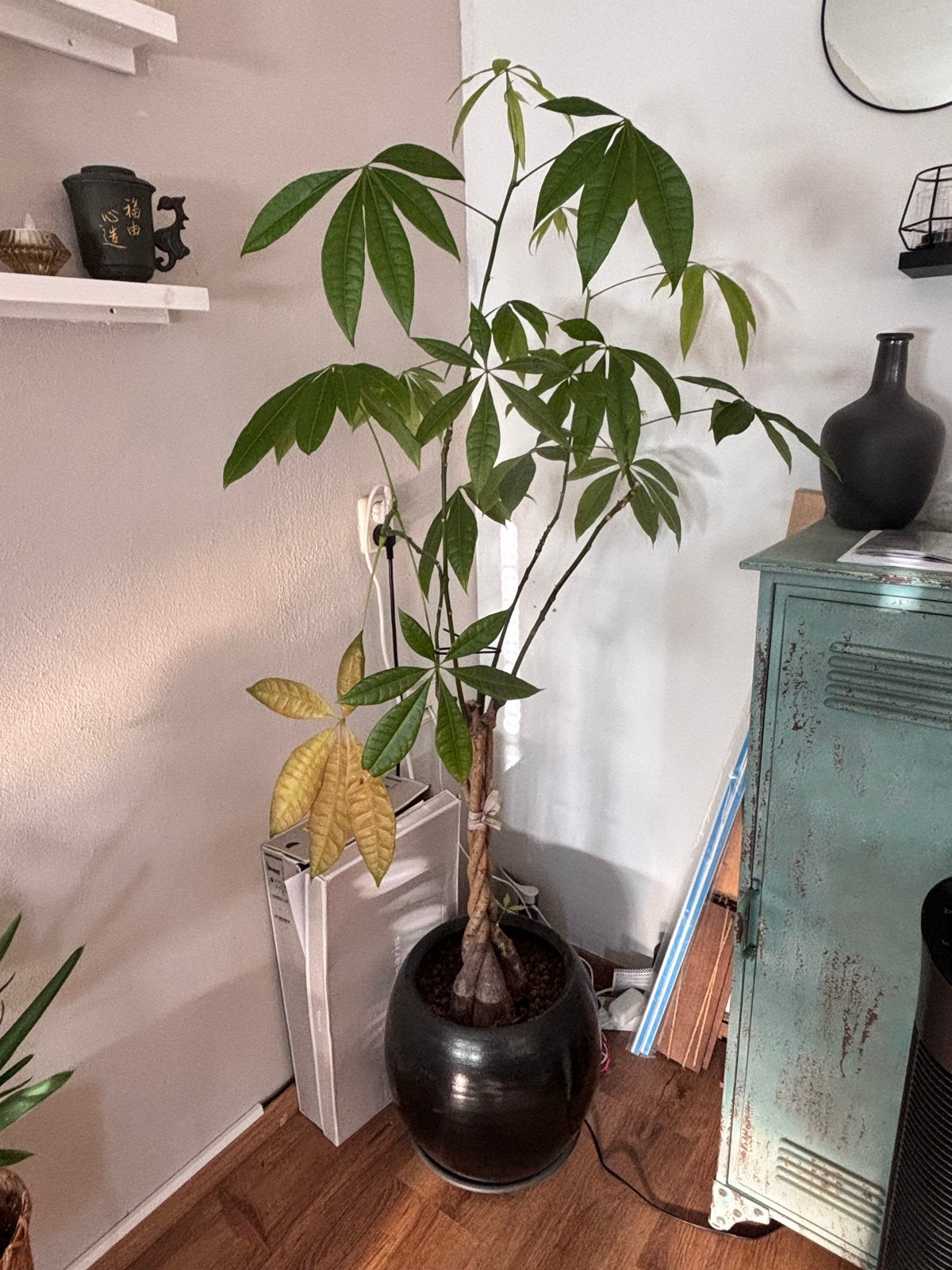 Grote Pachira Aquatica (Geldboom) in pot, Ophalen, Overige soorten, Halfschaduw, In pot