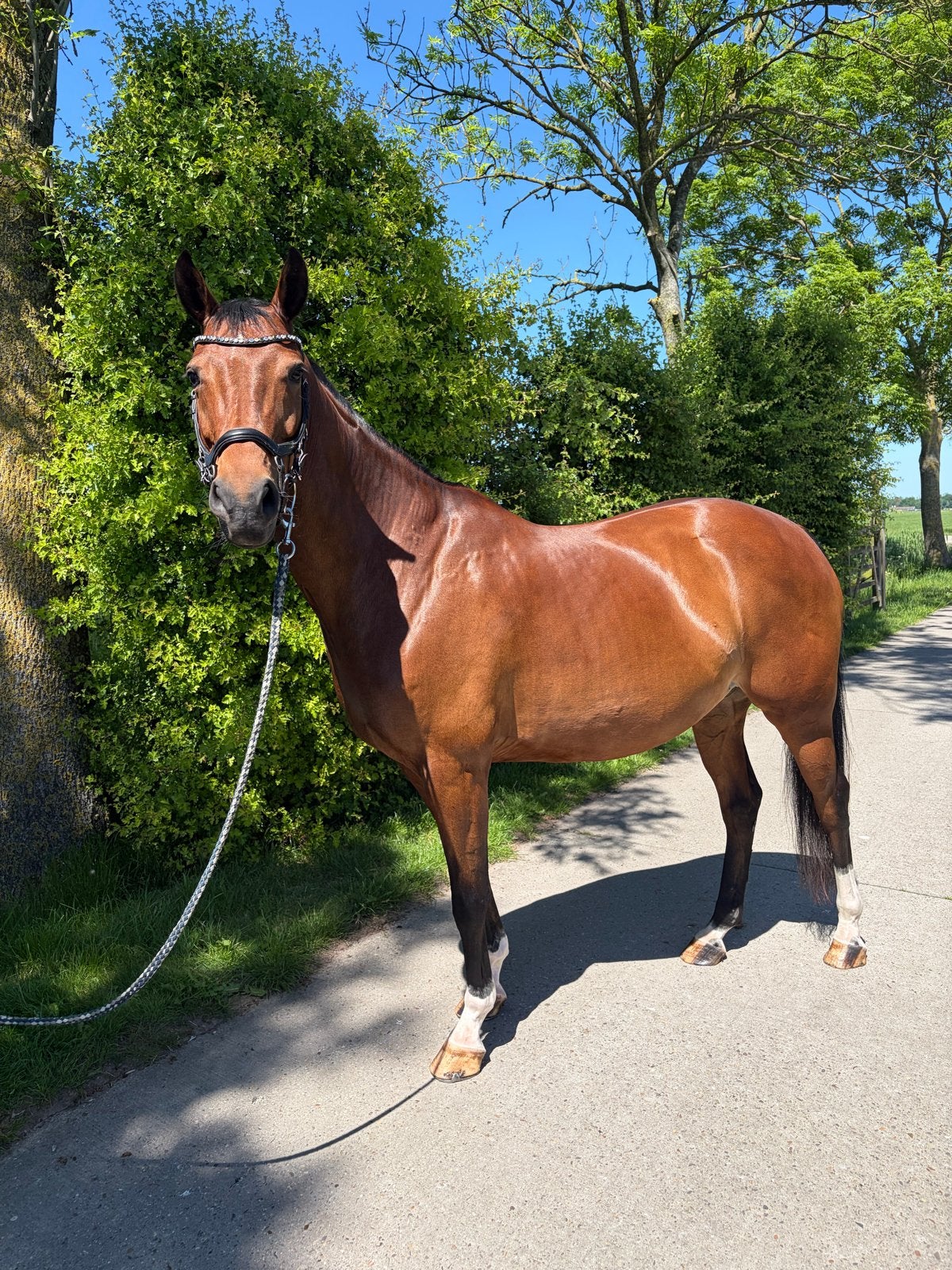 Talentvolle E pony, Dieren en Toebehoren, Paarden, Merrie, B, 7 tot 10 jaar, Dressuurpaard, Met stamboom, Gechipt, Ontwormd, Ingeënt