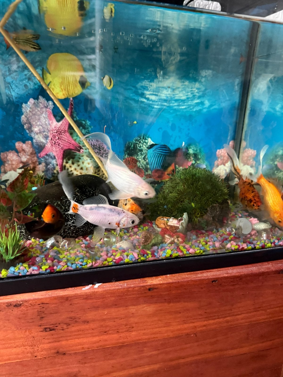 aquarium inclusief prachtige vissen en alle toebehoren!, Dieren en Toebehoren, Vissen | Aquariumvissen, Vis