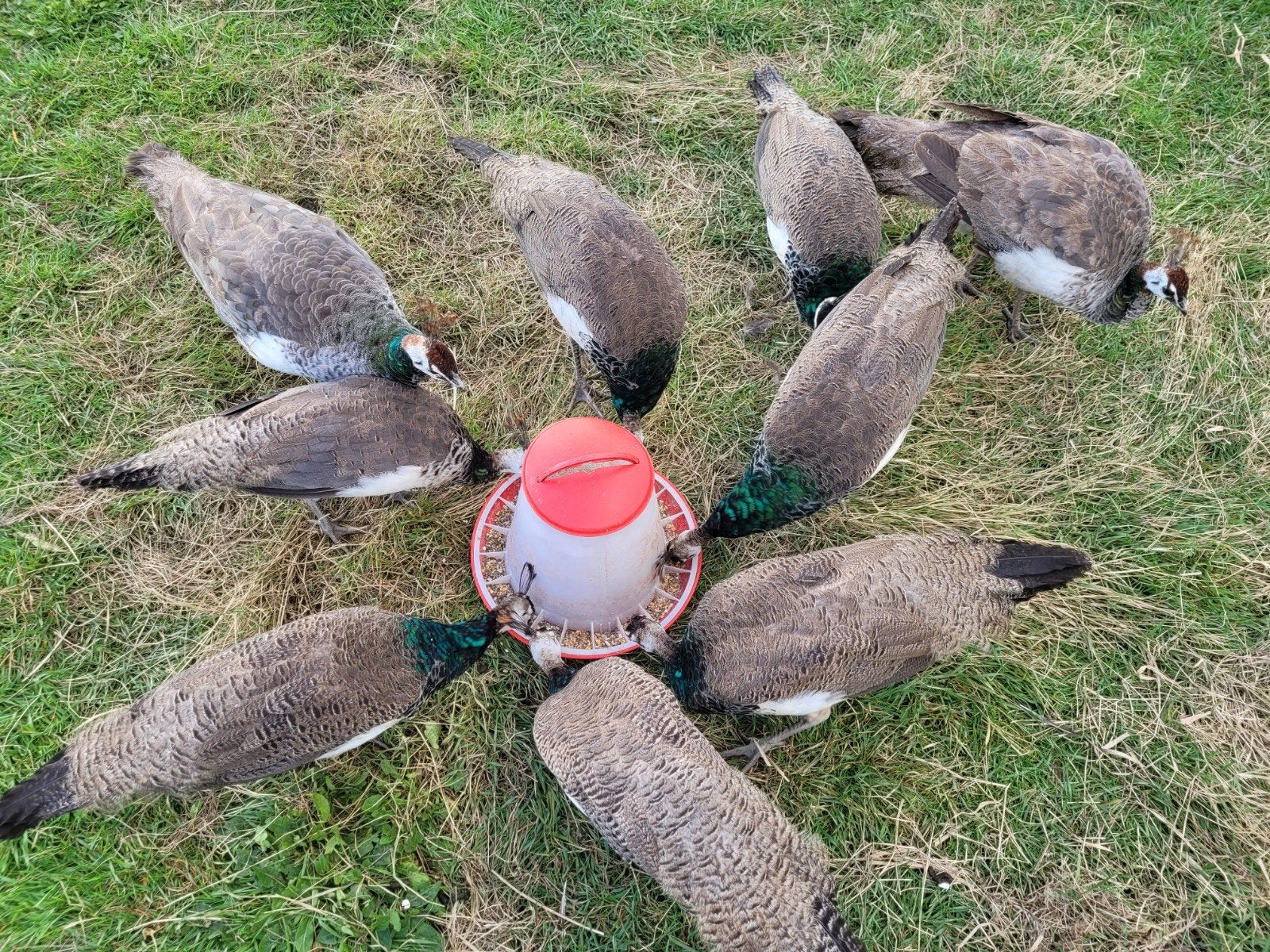 7 jonge pauwen, Dieren en Toebehoren, Geslacht onbekend, Overige soorten