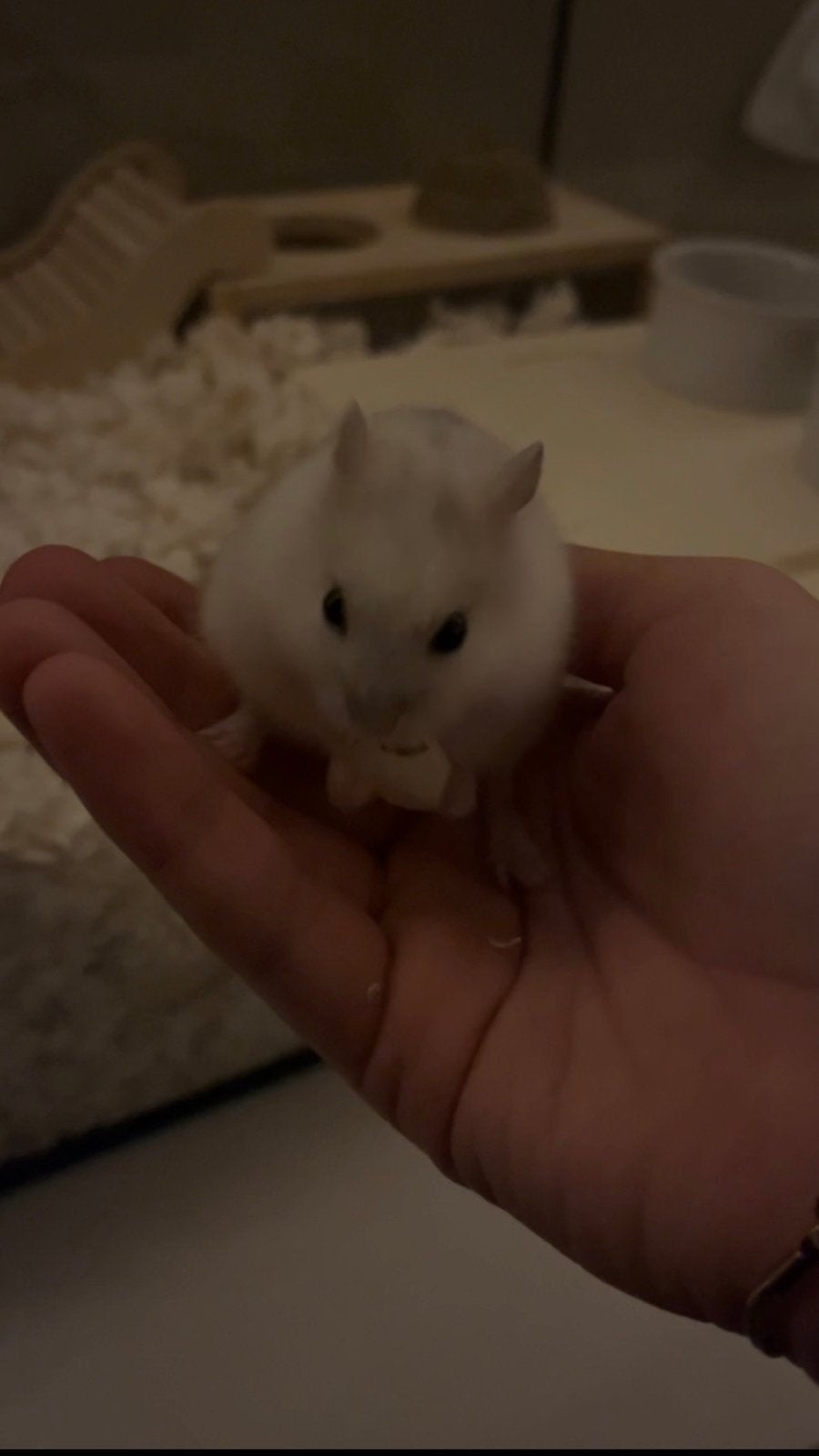 Russische dwerghamster - alleen ervaren!!, Juli, Mannelijk, Hamster