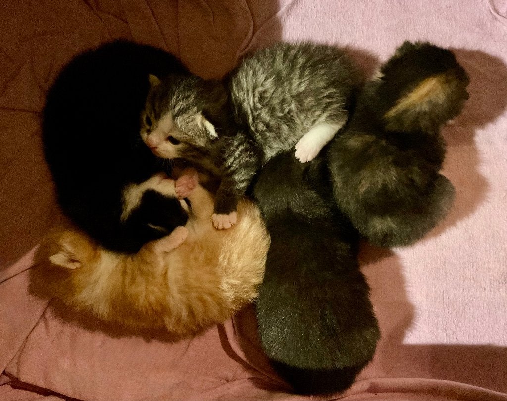 Ragdoll - Britse Korthaar x Perzische kittens [Fluffy Mix], Meerdere dieren, 0 tot 2 jaar