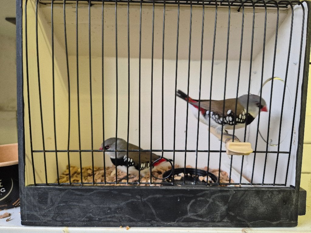 Diamantvinken, Geslacht onbekend, Tropenvogel, Geringd