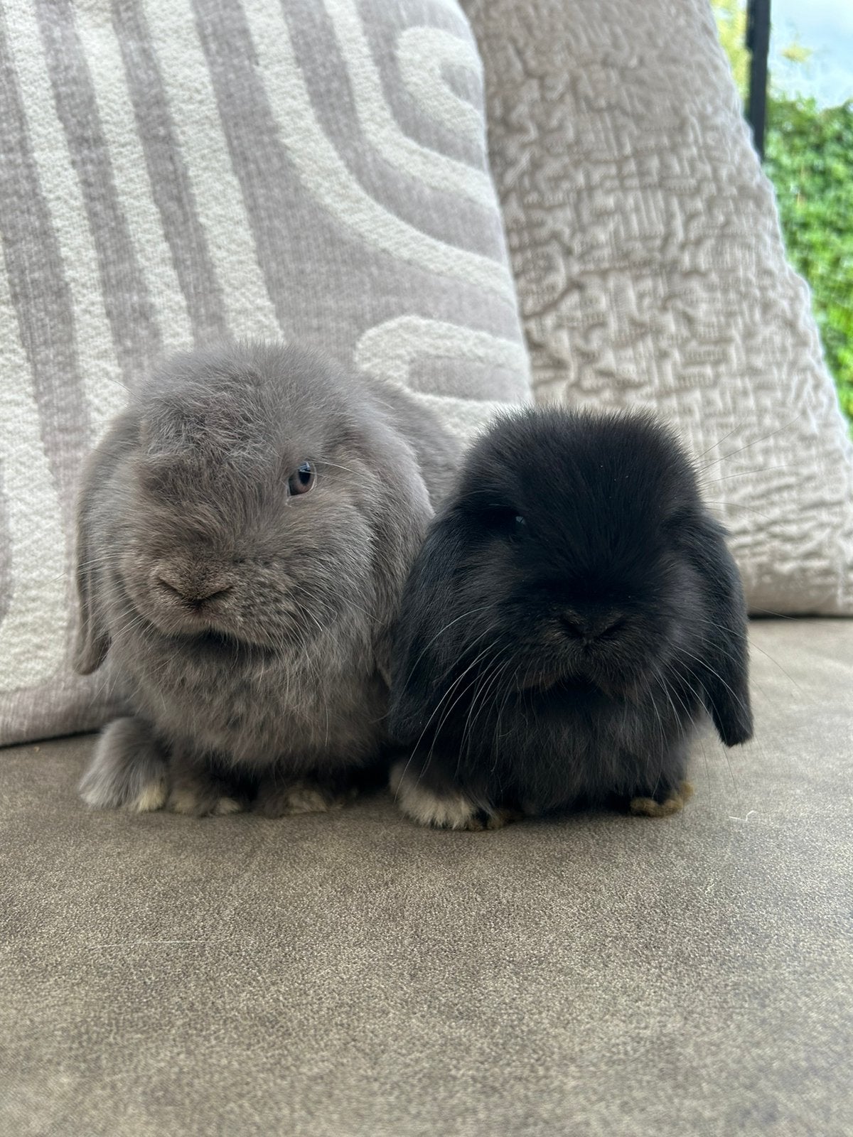 Prachtig hangoordwerg koppeltje, Dieren en Toebehoren, Konijnen, Meerdere dieren, Klein, Hangoor, 0 tot 2 jaar