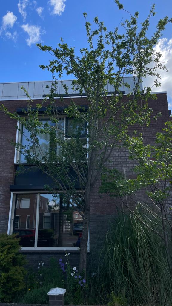 PruimenBoom  te koop!, Tuin en Terras, Ophalen, 400 cm of meer, Pruimenboom, Lente