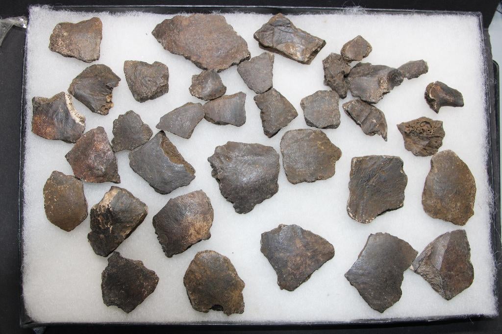 Homo schedel fragmenten, Verzamelen, Mineralen en Fossielen, Fossiel, Ophalen of Verzenden