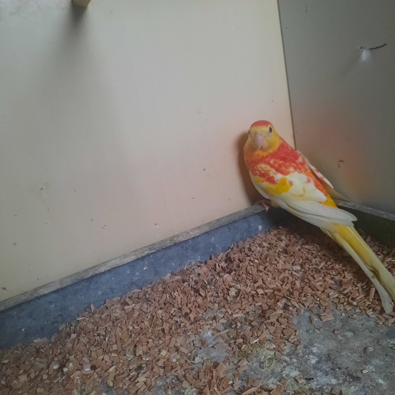 Roodrug parkiet, Meerdere dieren, Parkiet