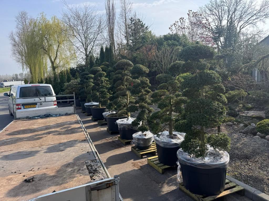 Japanse Ilex Crenata tuinbonsai / niwaki. Mei zondags open, Vaste plant, Bloeit niet, Halfschaduw, Ophalen