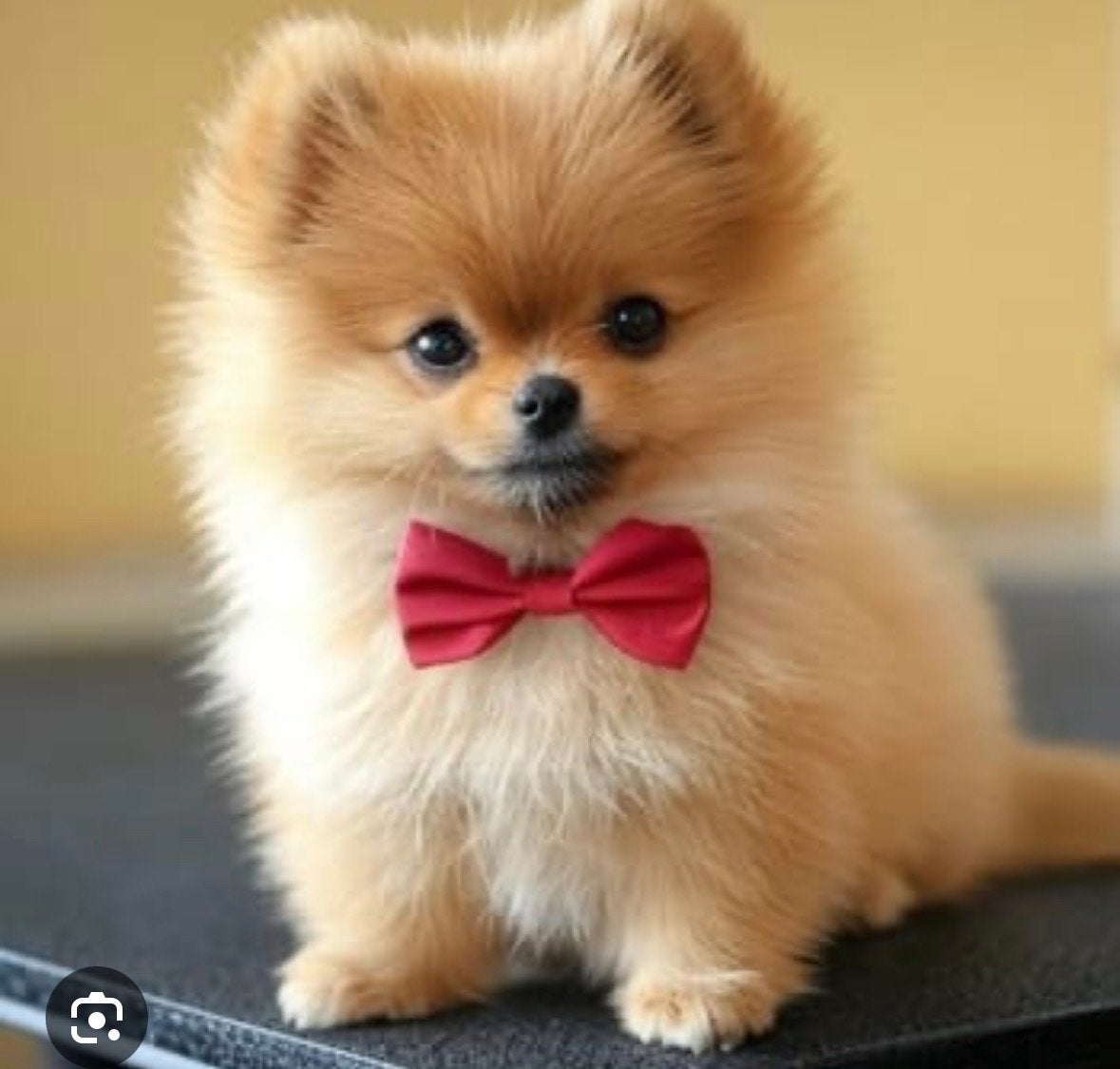 Gezocht: Lief, raszuiver Pomeranian reu (Pomeriaan), Parvo, 8 tot 15 weken, Eén hond, Nederland