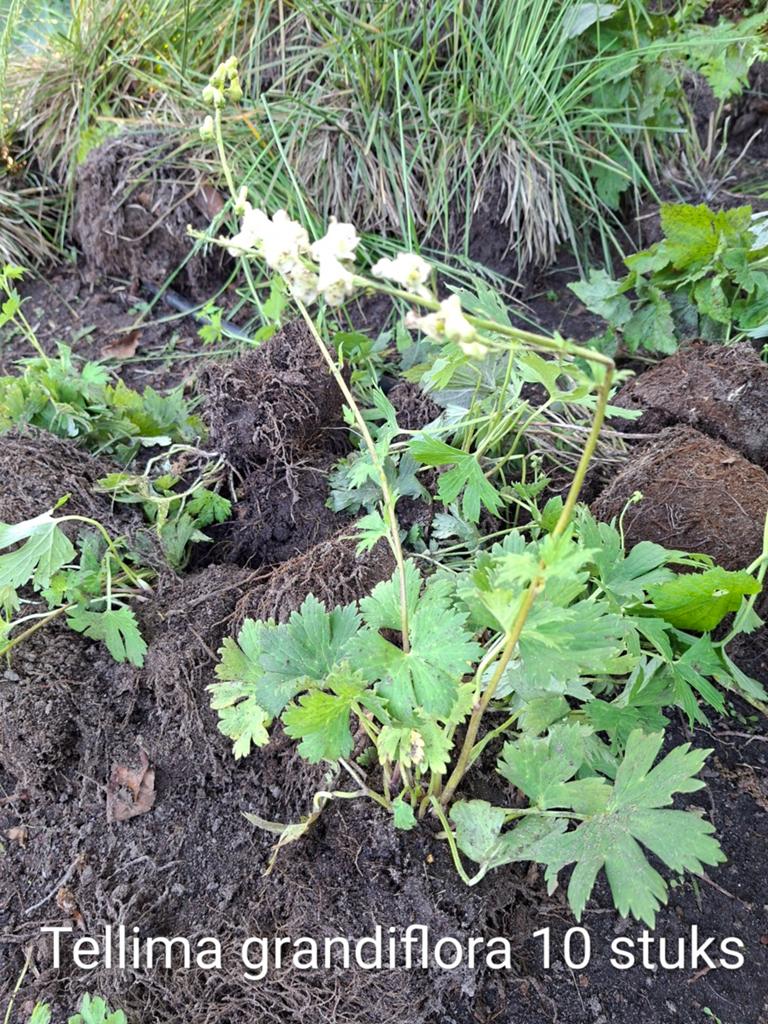 Verschillende mooie winterharde planten. > 150 stuks, Tuin en Terras, Planten | Struiken en Hagen, Ophalen, Laurier, Minder dan 100 cm