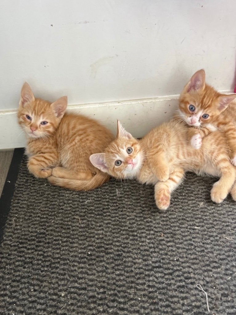 5 rode kittens te koop!, Meerdere dieren, Kortharig, 0 tot 2 jaar