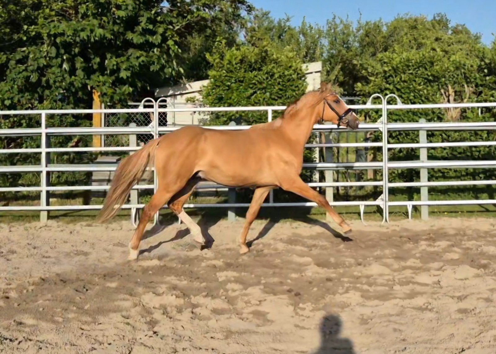 Kwaliteitsvolle lieve Creme Dun ruin, Dieren en Toebehoren, Pony's, Ruin, Onbeleerd, E pony (1.48m - 1.57m), Met stamboom, Gechipt
