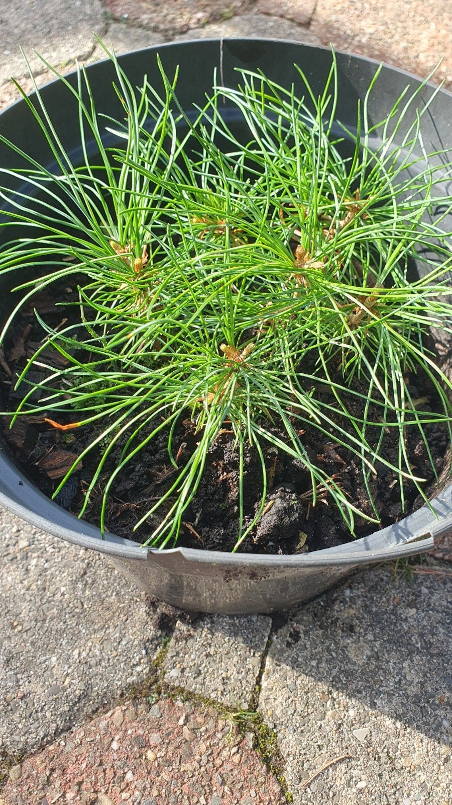 Bonsai materiaal, Japanse witte den, Pinus Parv. Tempelhof, Ophalen, Overige soorten, Halfschaduw