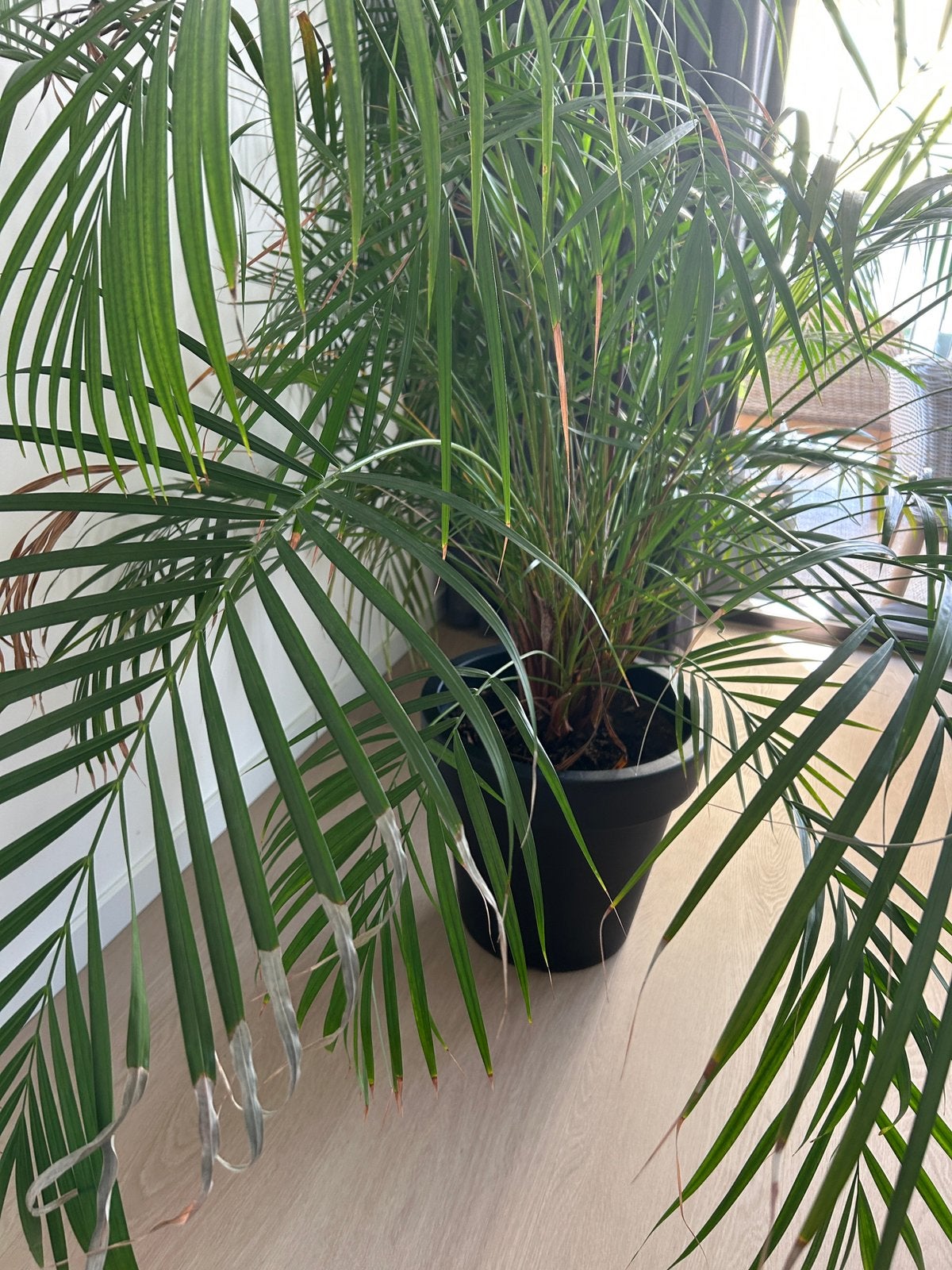 Grote Areca Palm 150 X 180, Huis en Inrichting, Kamerplanten, Ophalen, 100 tot 150 cm, Overige soorten, Halfschaduw