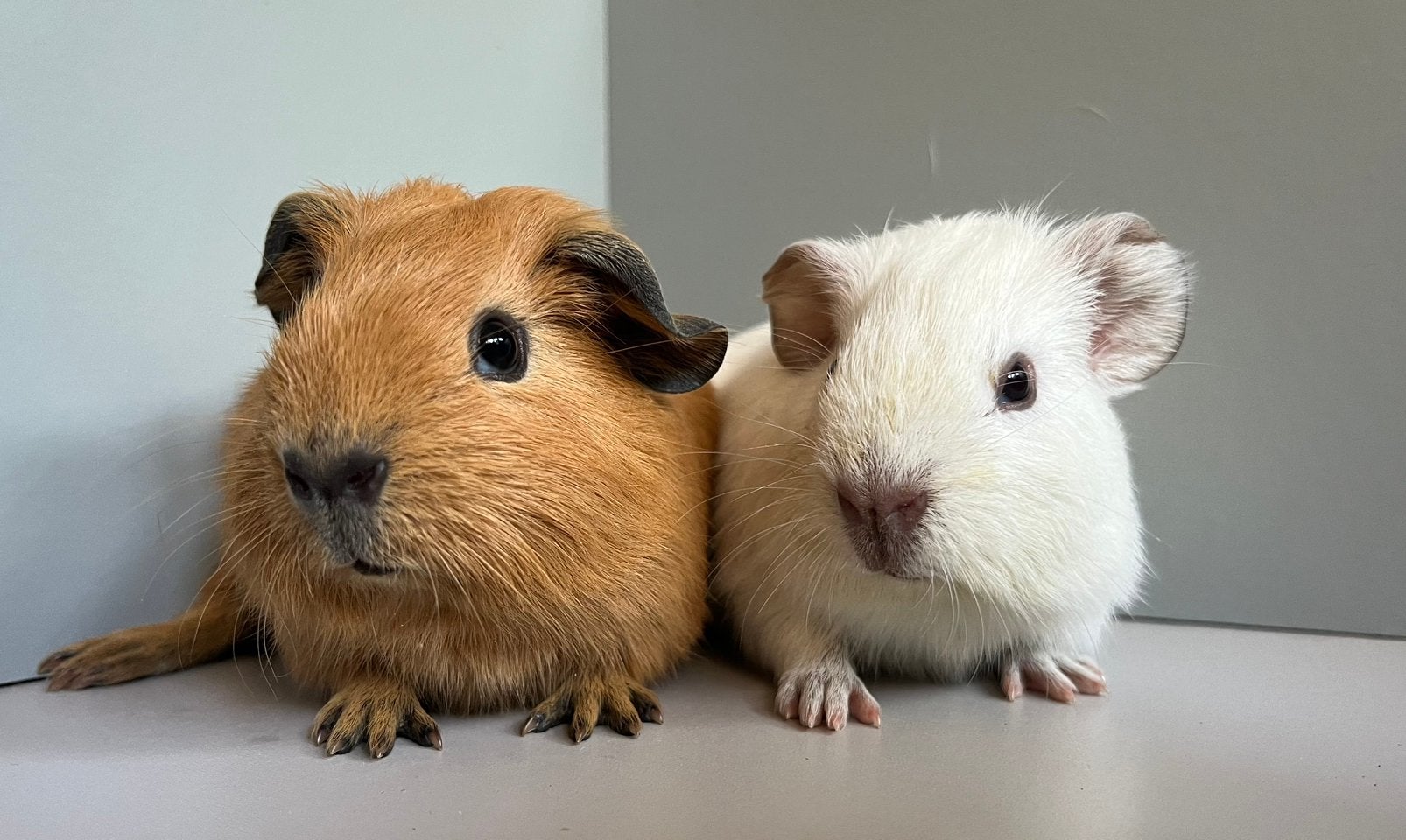 Schattige cavia broertjes (eentje California), Cavia, Augustus, Mannelijk, Tam