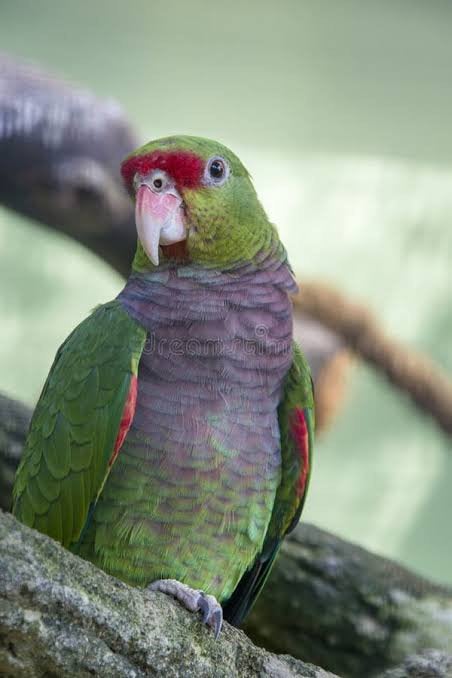1-1 Wijnborst Amazone s, Dieren en Toebehoren, Vogels | Parkieten en Papegaaien, Meerdere dieren, Papegaai, Geringd