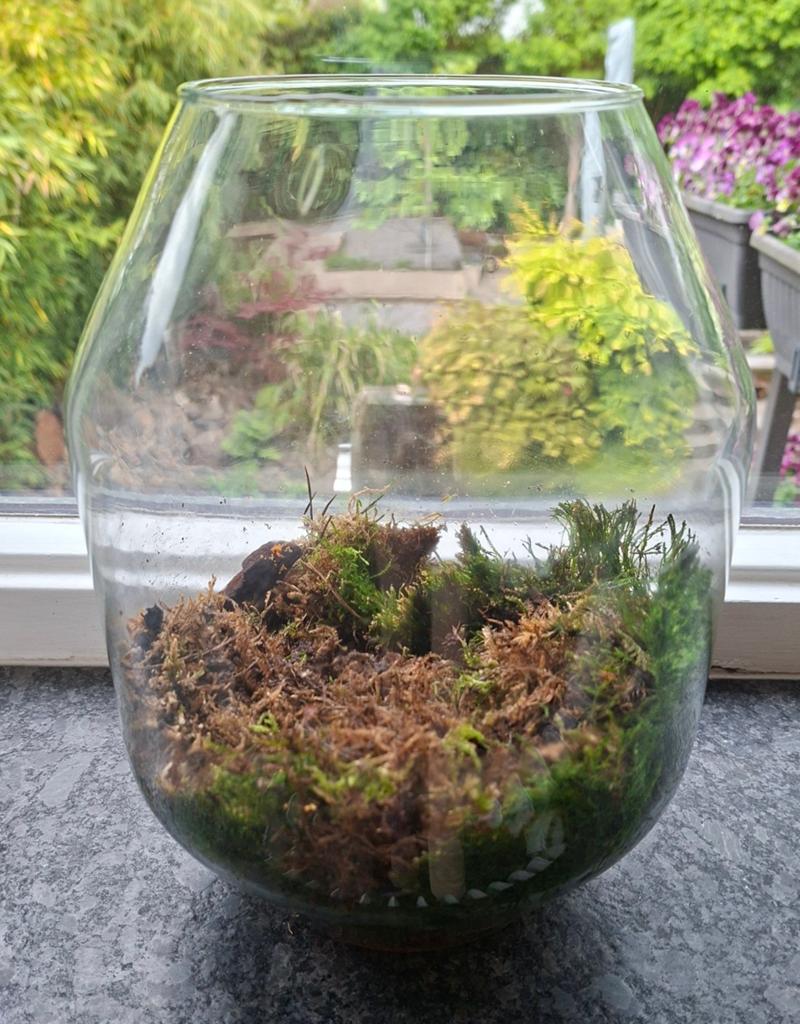 Glazen plantenterrarium terrarium planten inclusief mos, Ophalen of Verzenden, Halfschaduw, Minder dan 100 cm