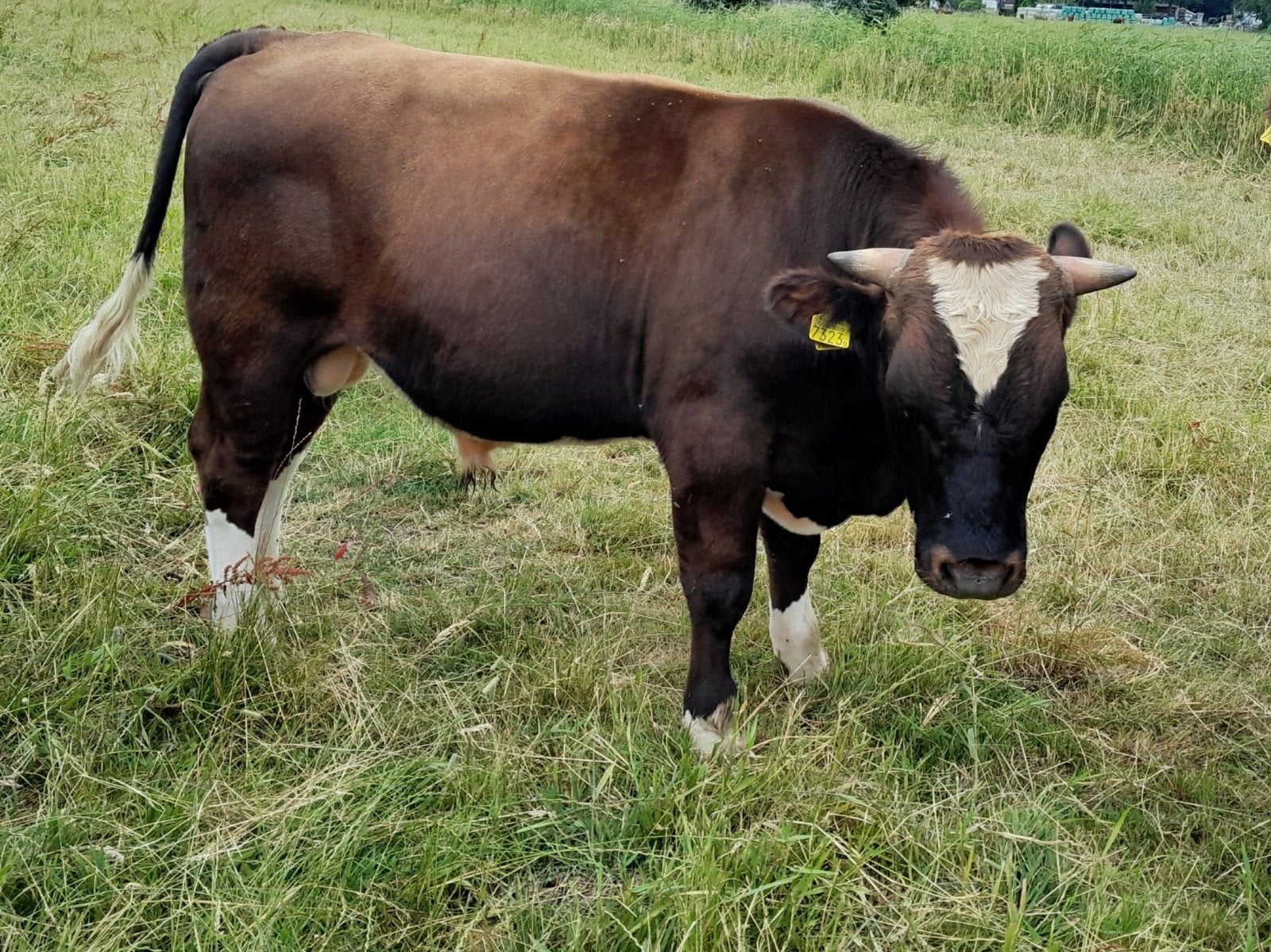 Brandrode stamboek stier, Mannelijk