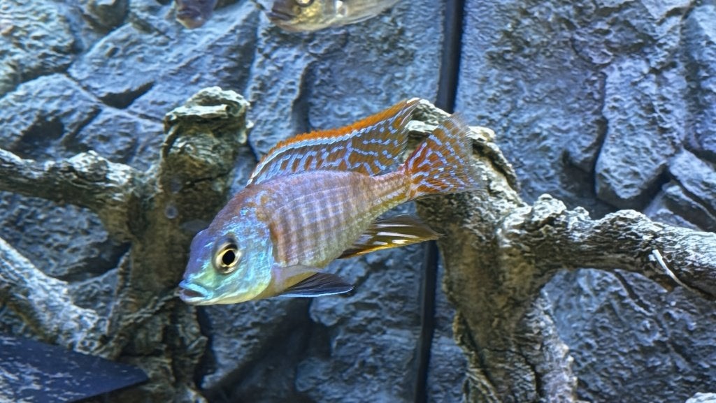 De otopharynx tetrastigma Malawi Cichliden (koppel), Dieren en Toebehoren, Vissen | Aquariumvissen, Vis, Zoetwatervis