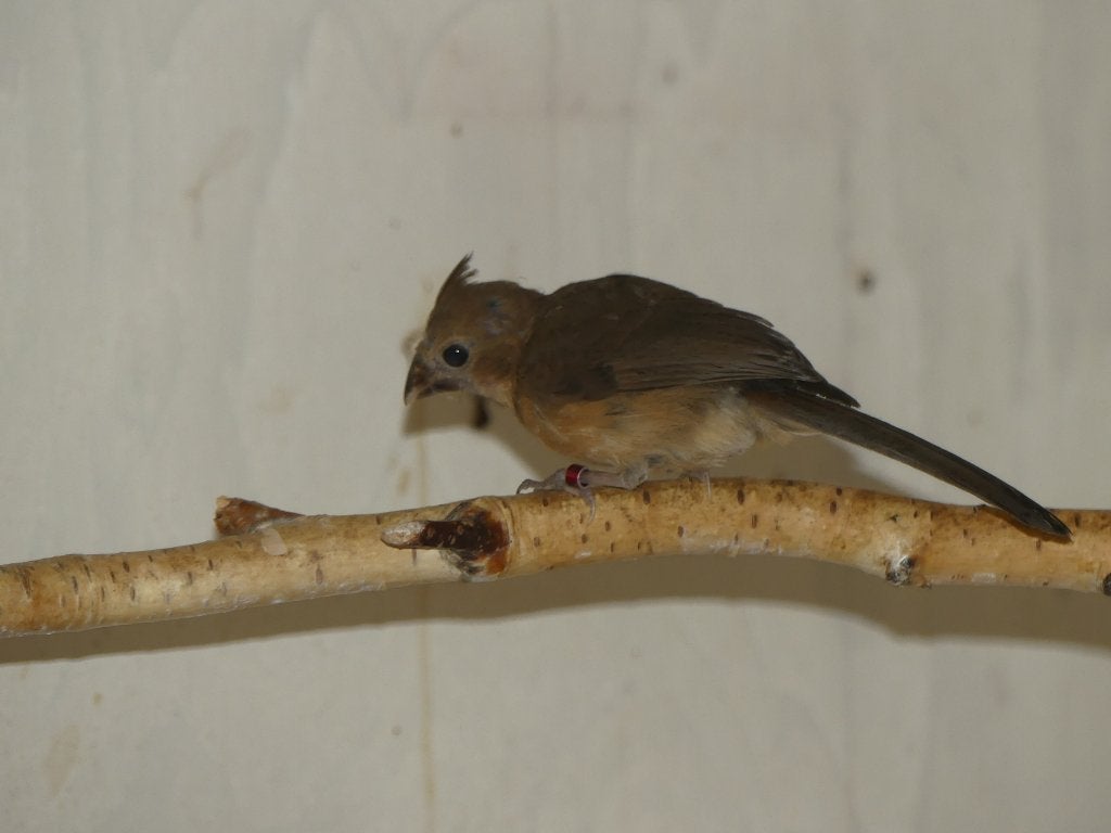 te koop rode kardinalen poppen, Dieren en Toebehoren, Vrouwelijk, Wildzangvogel, Geringd