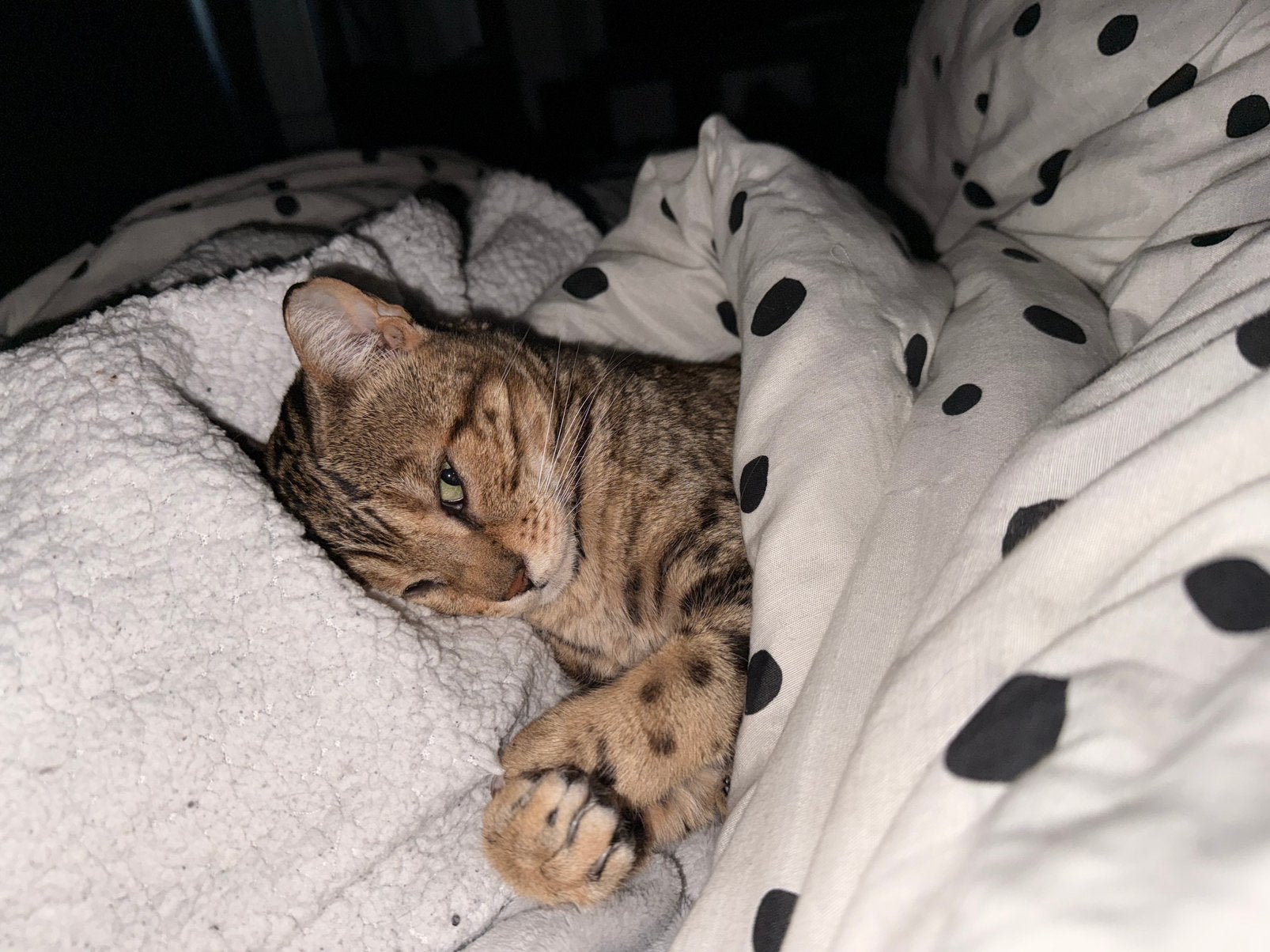 Gezocht: een vriendje of vriendinnetje voor Bengaalse poes