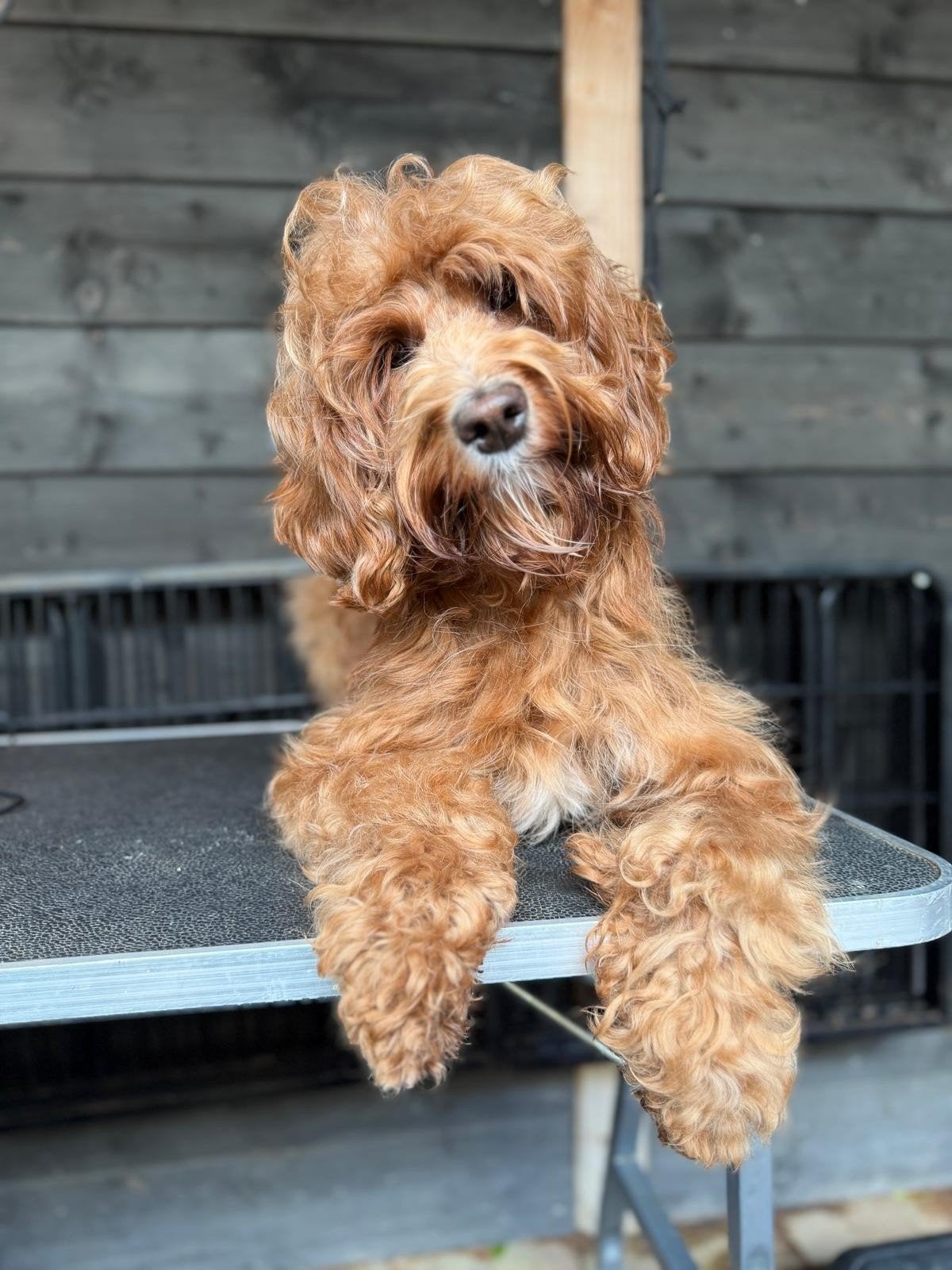 Australian labradoodle teefje zoekt fijn gastgezin, Parvo, 1 tot 2 jaar, Teef, Eén hond