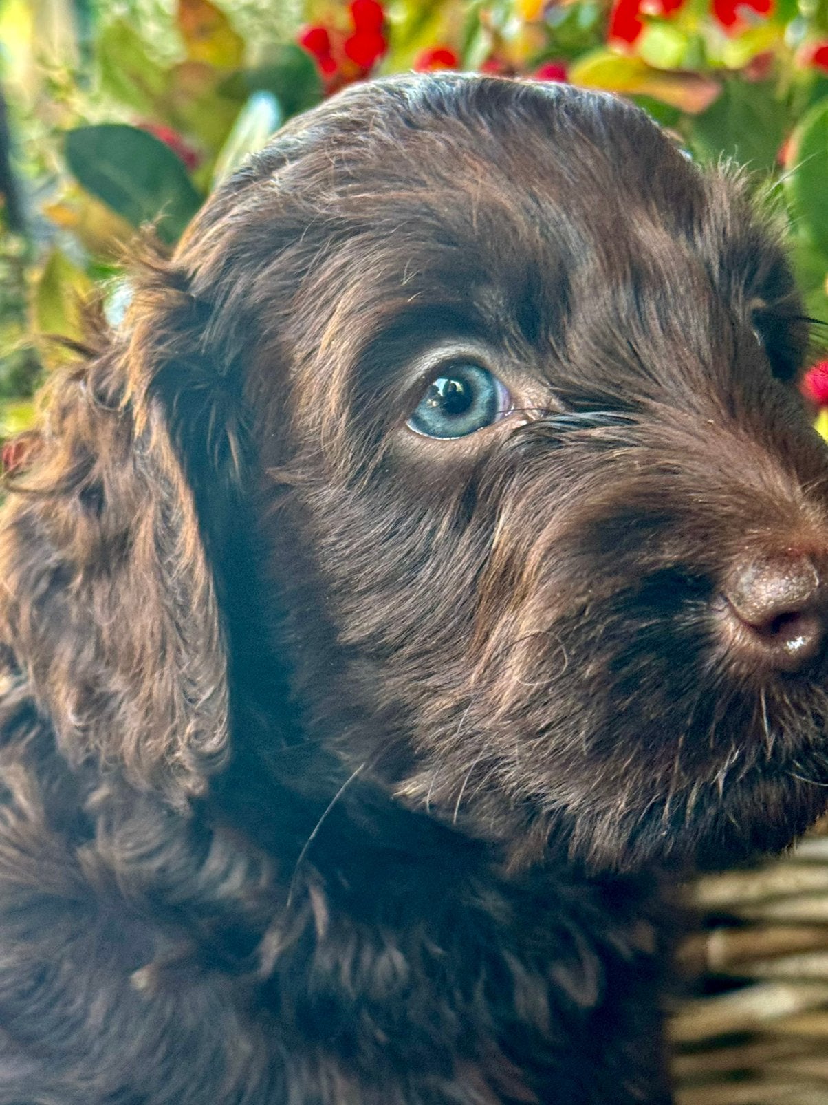 Australian Labradoodle pups bruin/ bruin parti!, Dieren en Toebehoren, CDV (hondenziekte), 8 tot 15 weken, Meerdere, Nederland