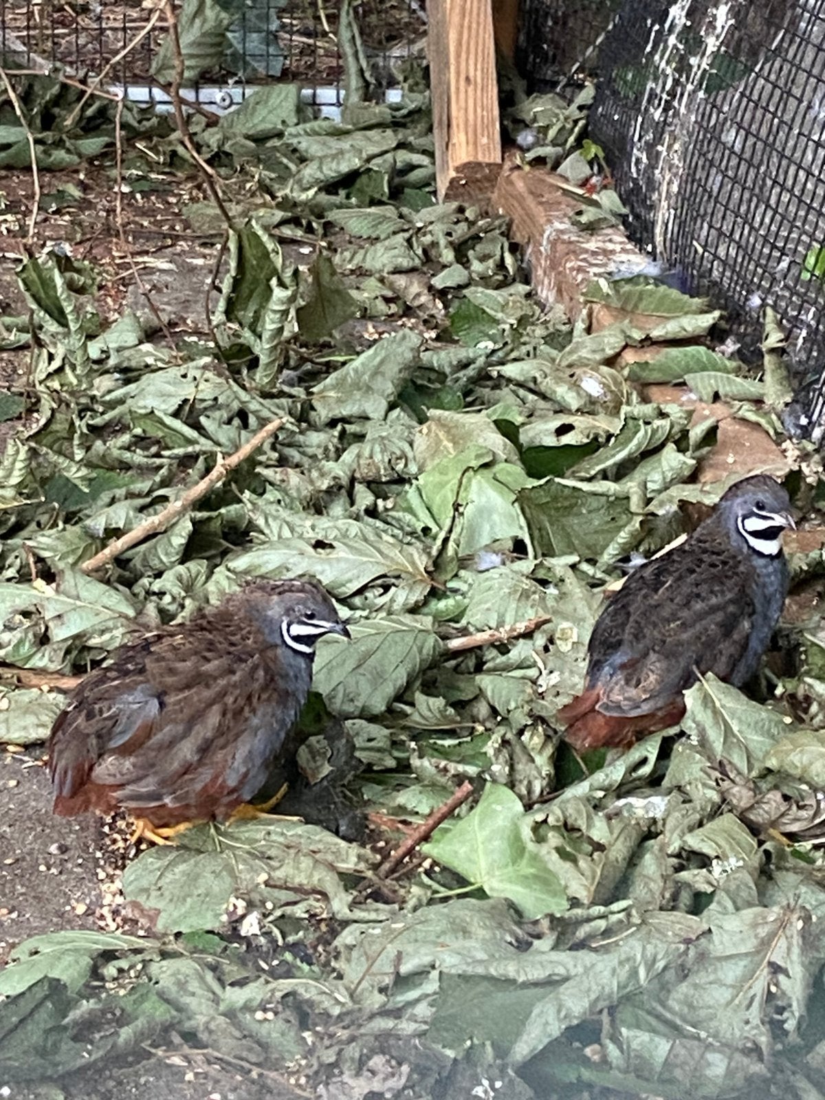 Chinese dwergkwartel hanen wildkleur natuurbroed, Meerdere dieren