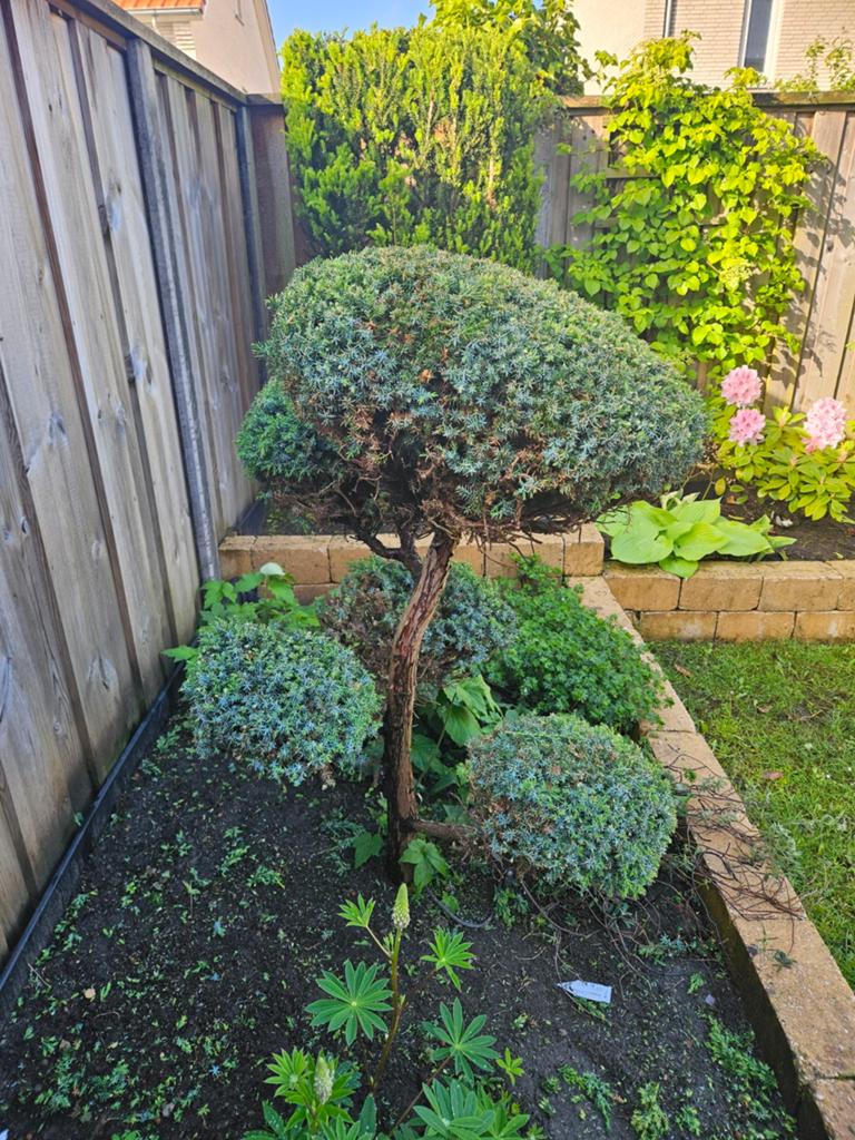 Vormsnoei boom., Tuin en Terras, Planten | Bomen, Ophalen, Volle zon, Overige soorten