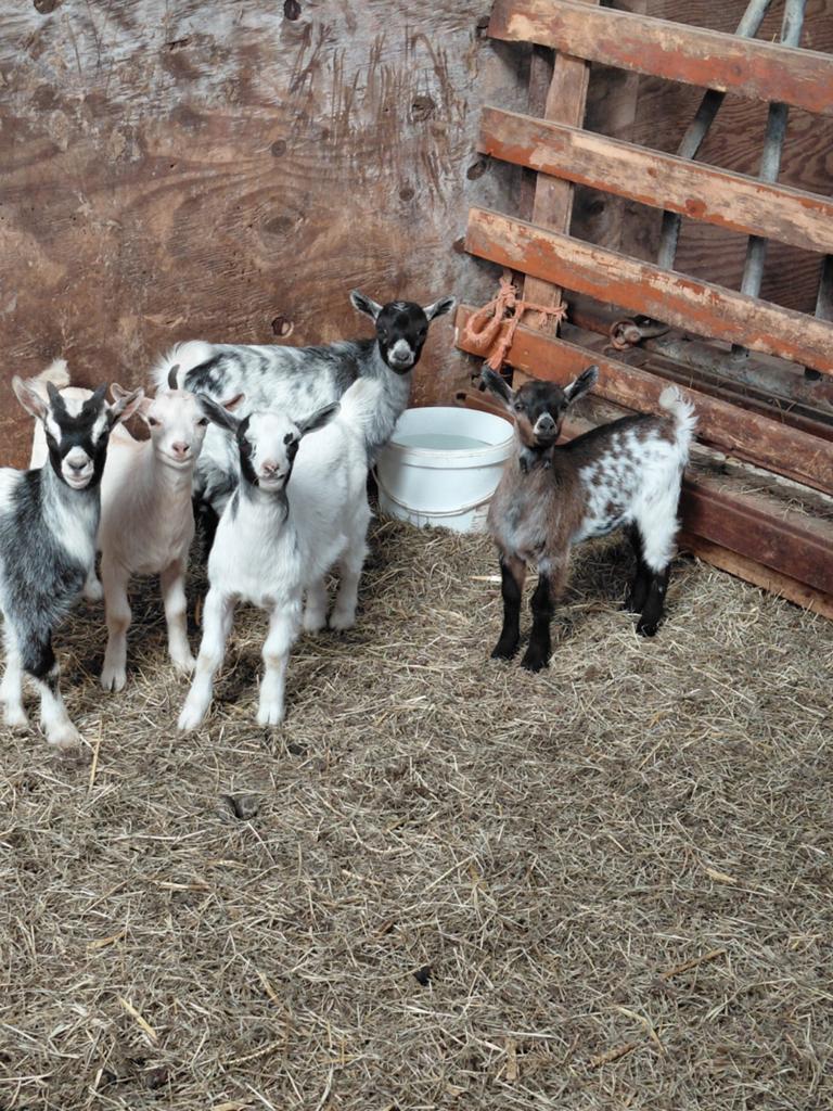 Te koop jonge gecastreerde dwergeit bokjes, Dieren en Toebehoren, Schapen, Geiten en Varkens, Mannelijk, Geit