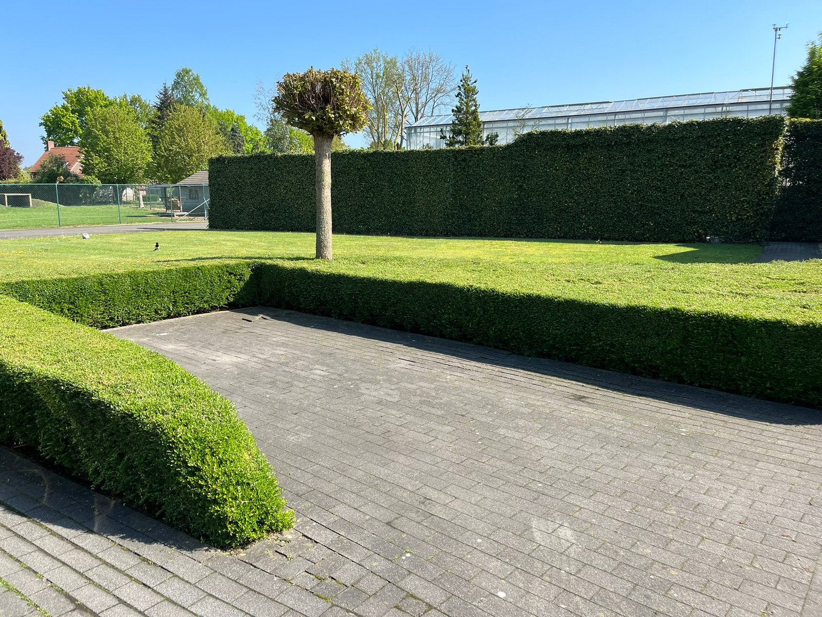 Lonicera, Ophalen, Volle zon