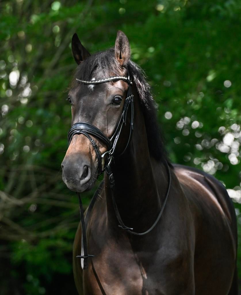 Lieve 4 jarige ruin v. Just Wimphof, Ruin, Dressuurpaard, Zadelmak, 170 tot 175 cm